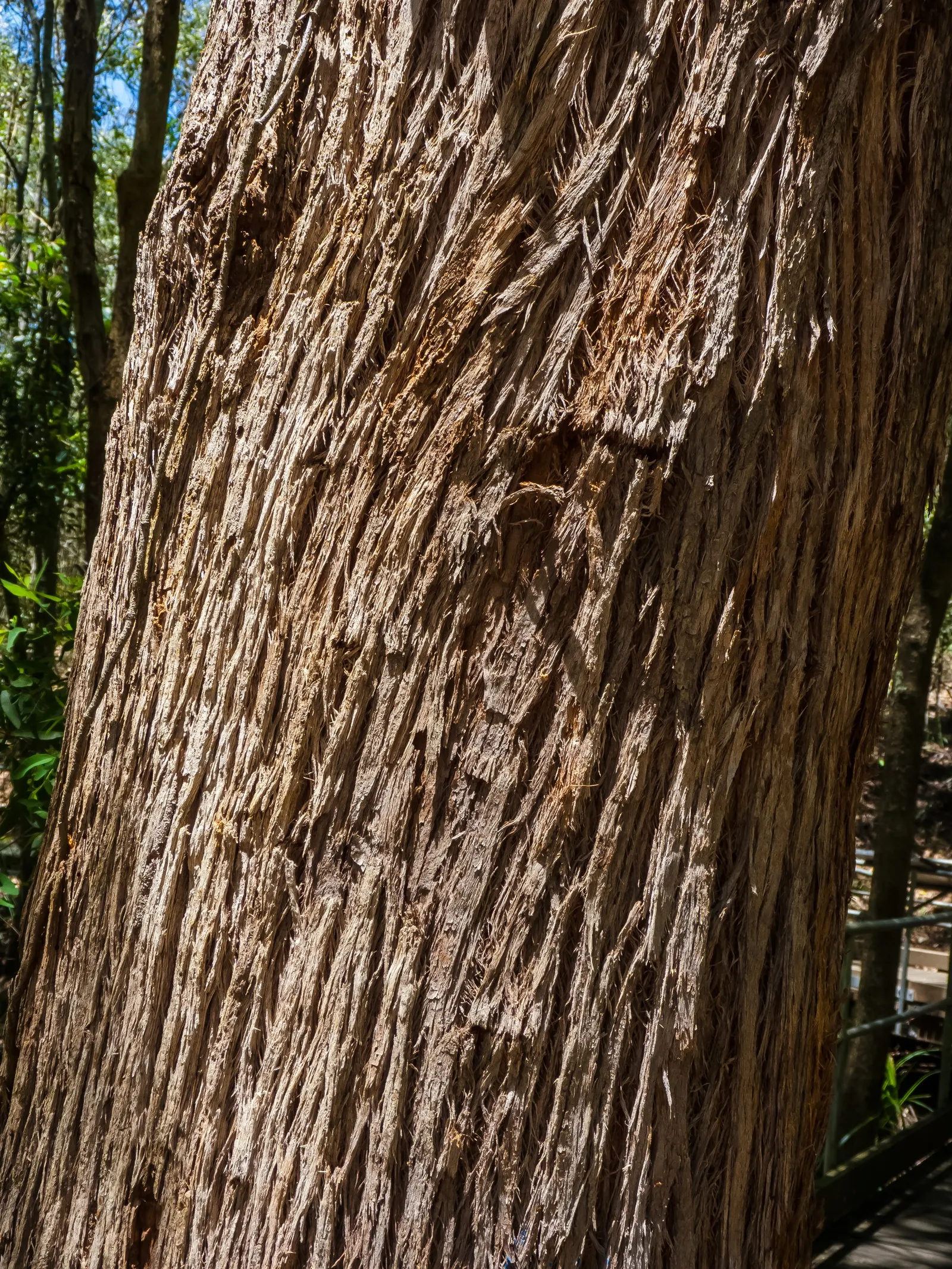 Tallowwood (Eucalyptus Microcorys) — For soil stability, its deep root system is invaluable; typically between 165 to 200 feet