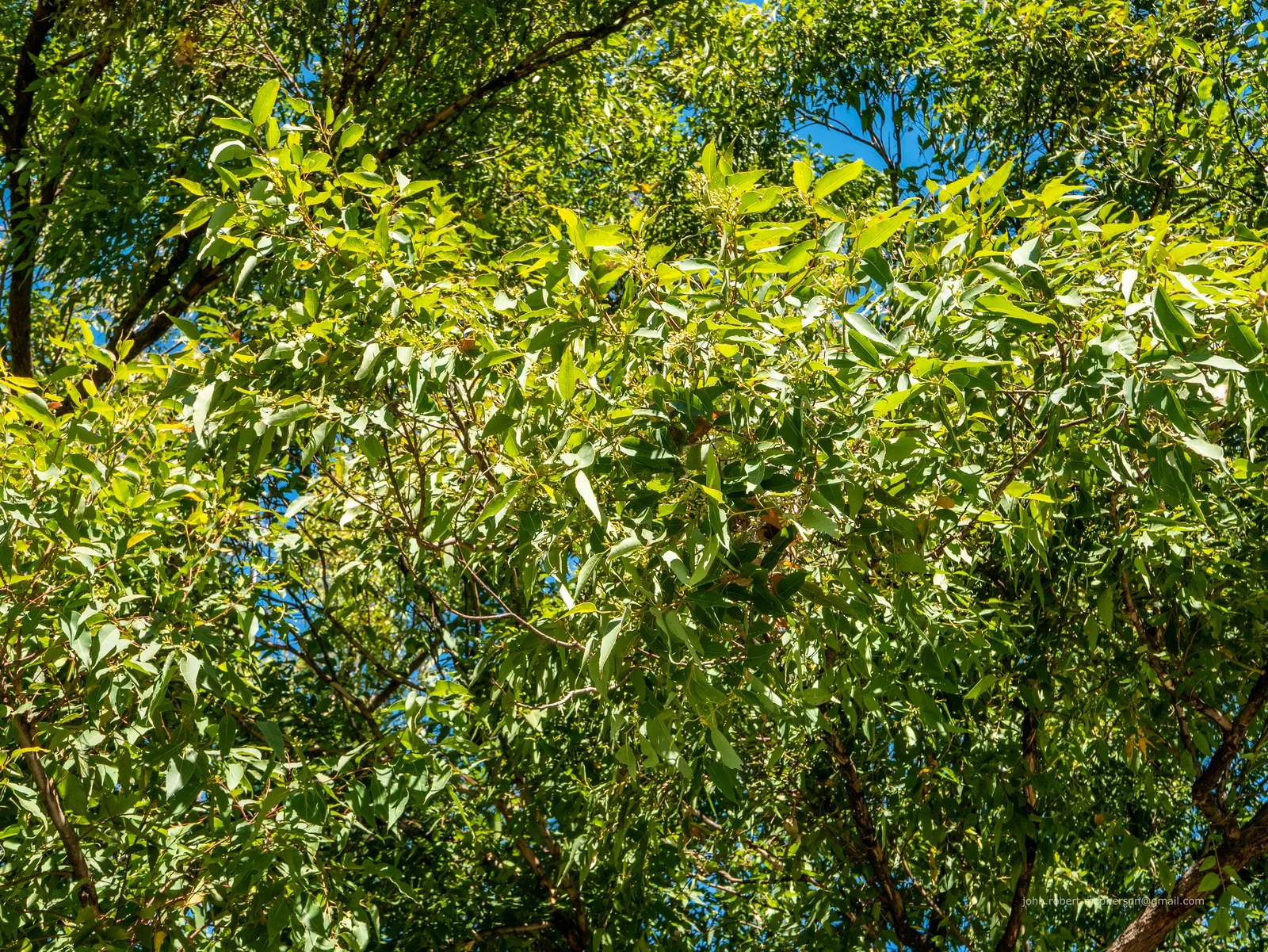 Tallowwood (Eucalyptus Microcorys) — Its white flowers blossom in late summer to fall, offering nectar for wildlife