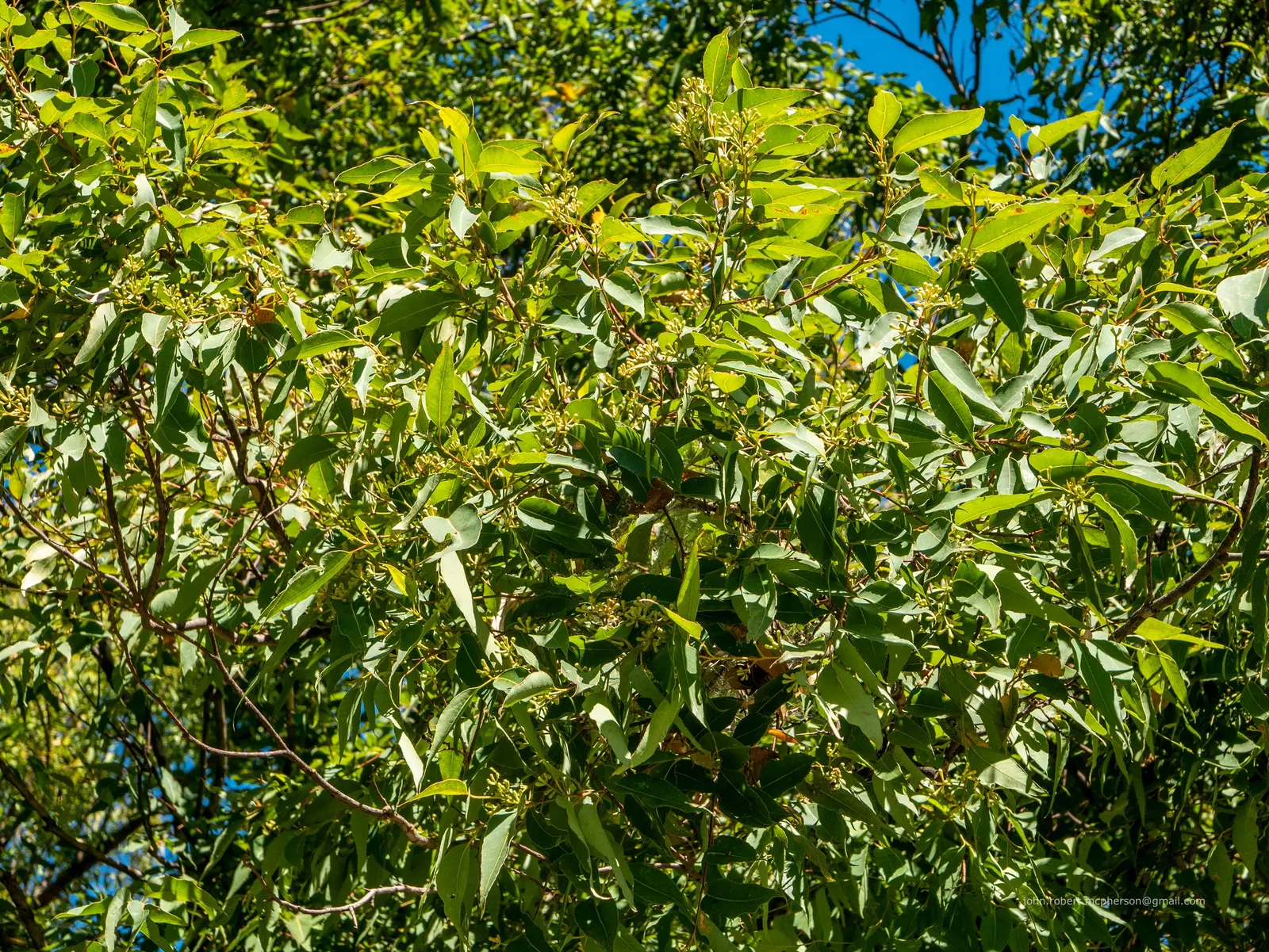 Tallowwood (Eucalyptus Microcorys) — These blossoms not only add ornamental value but also play a crucial role in supporting local wildlife