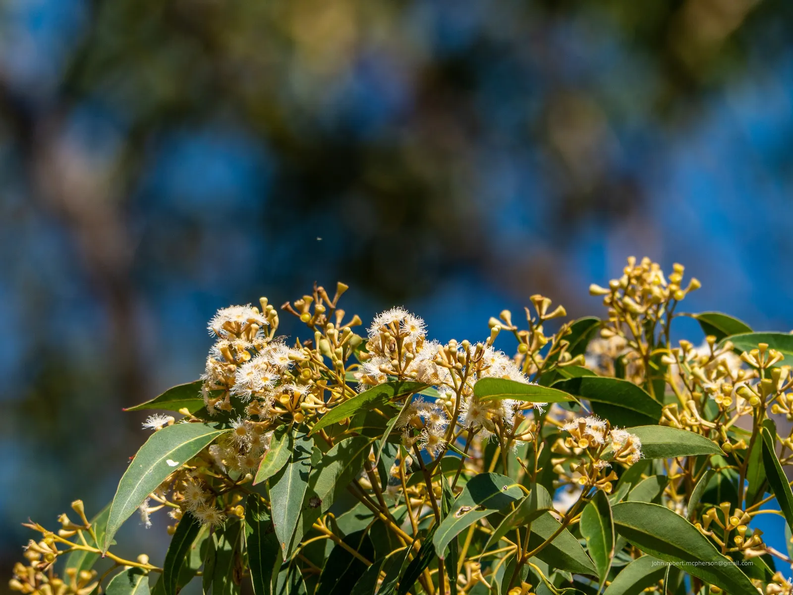 Tallowwood (Eucalyptus Microcorys) — is an imposing Australian native tree