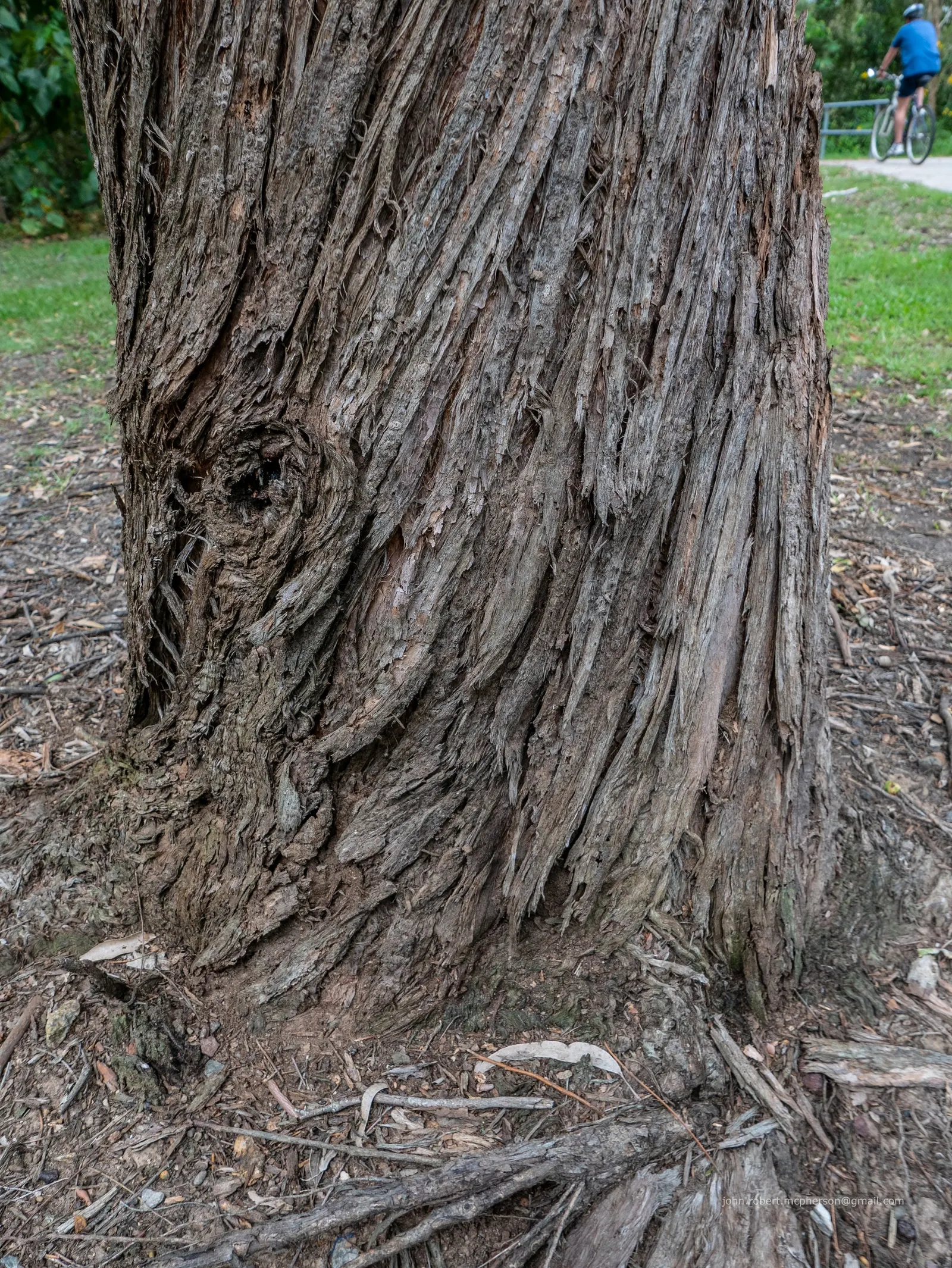 Tallowwood (Eucalyptus Microcorys) — typically between 165 to 200 feet