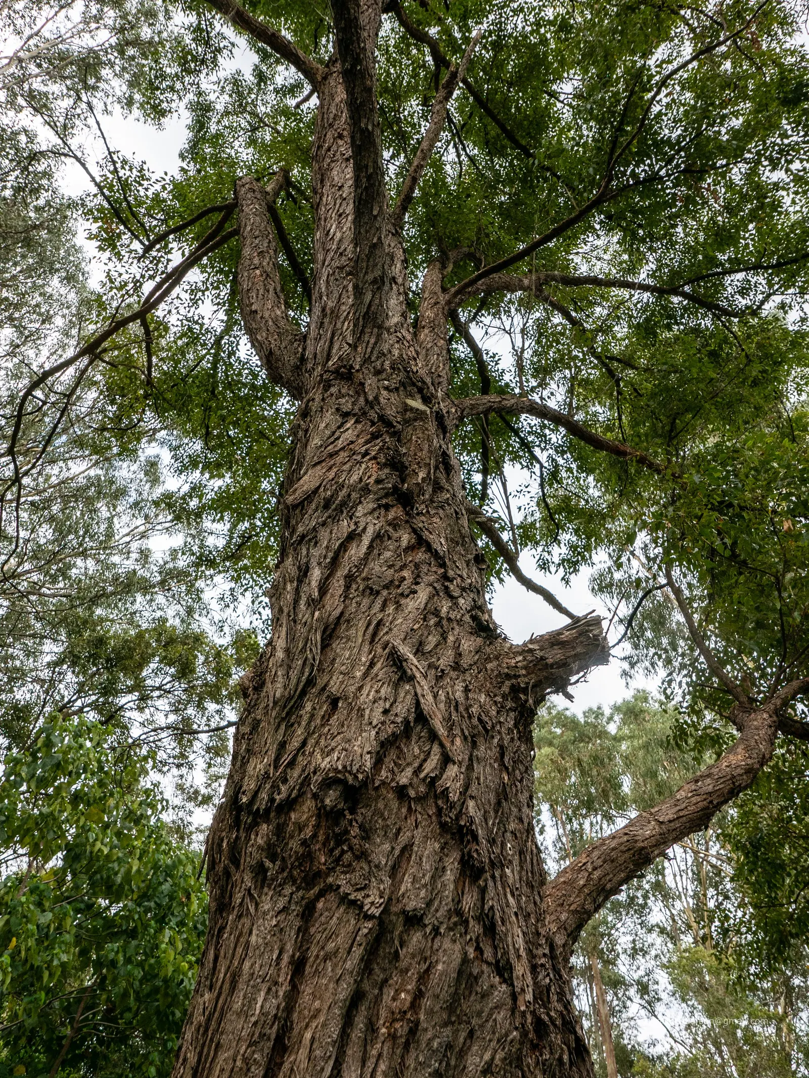 Tallowwood (Eucalyptus Microcorys) — These leaves generally measure around 4 to 6 inches in length and exhibit a shiny