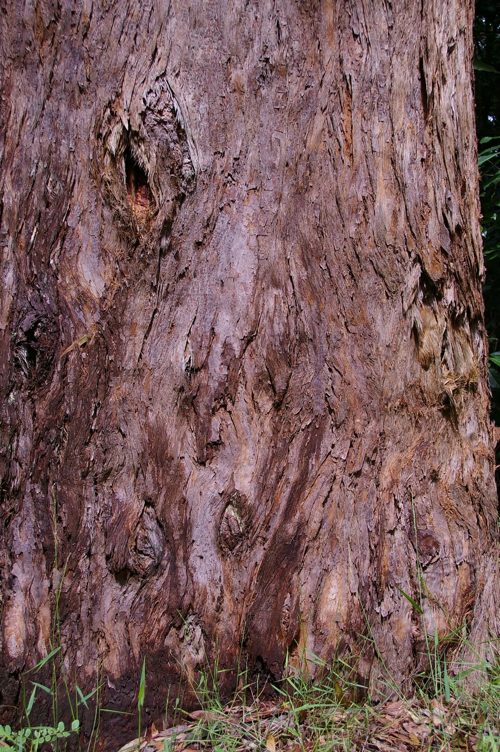 Tallowwood (Eucalyptus Microcorys) — making it suitable for a variety of landscape settings.<br><br>When blooming