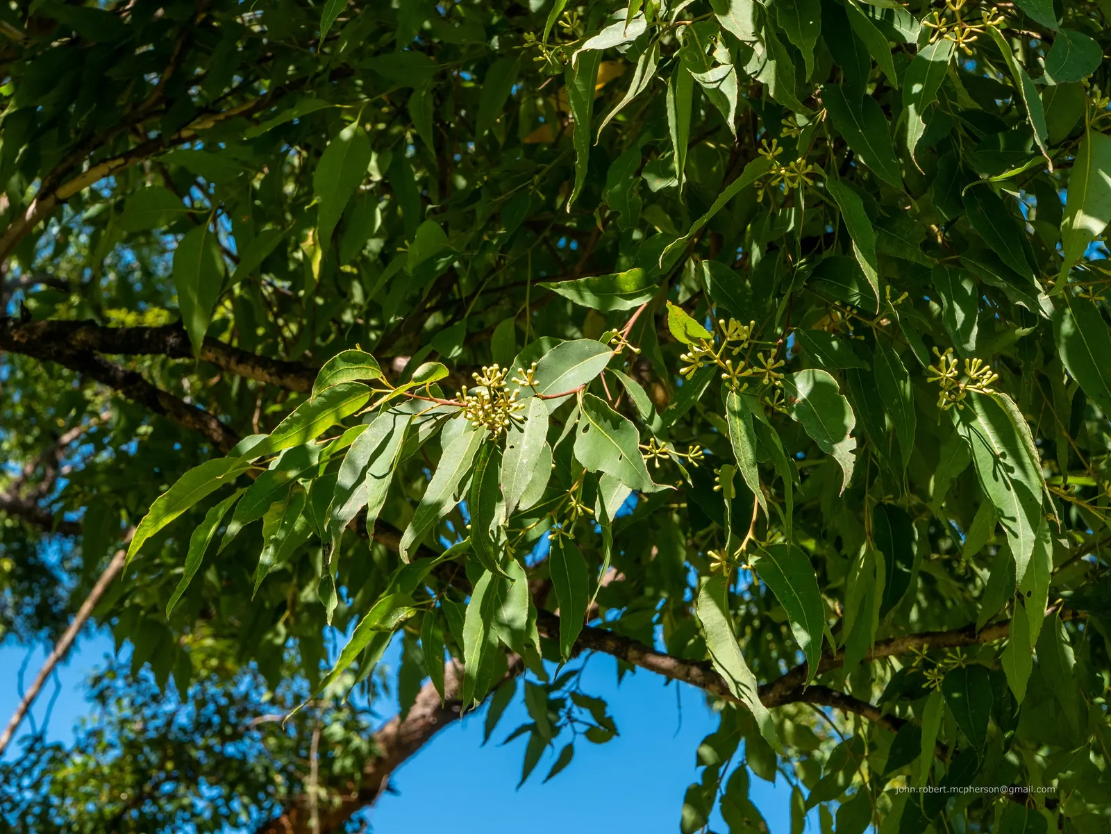 Tallowwood (Eucalyptus Microcorys) — this evergreen tree makes a striking addition to any landscape design.<br><br>Growing to impressive heights