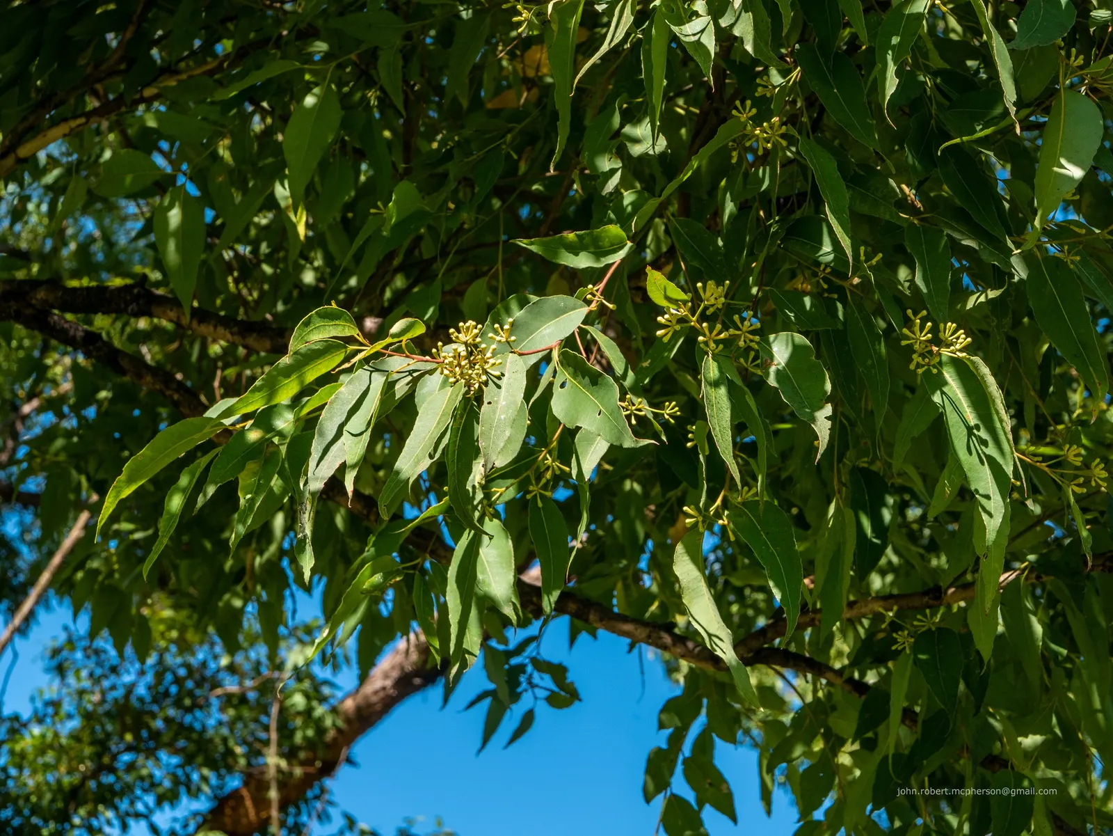 Tallowwood (Eucalyptus Microcorys) — Adaptable to various soils, it thrives in full sun and withstands moderate frosts