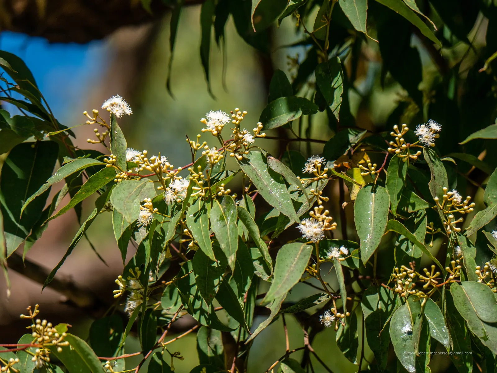 Tallowwood (Eucalyptus Microcorys) — Eucalyptus microcorys showcases an array of delicate creamy white flowers