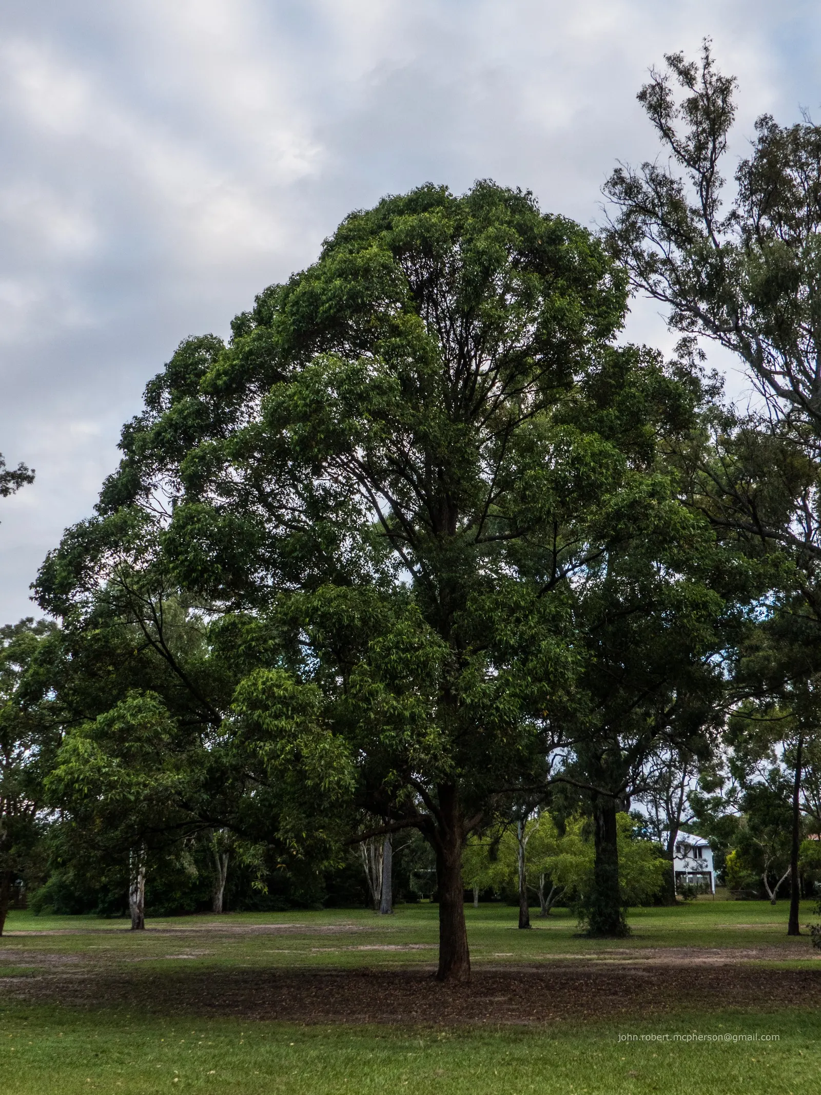 Tallowwood (Eucalyptus Microcorys) — providing a stark yet stunning contrast to its dense foliage