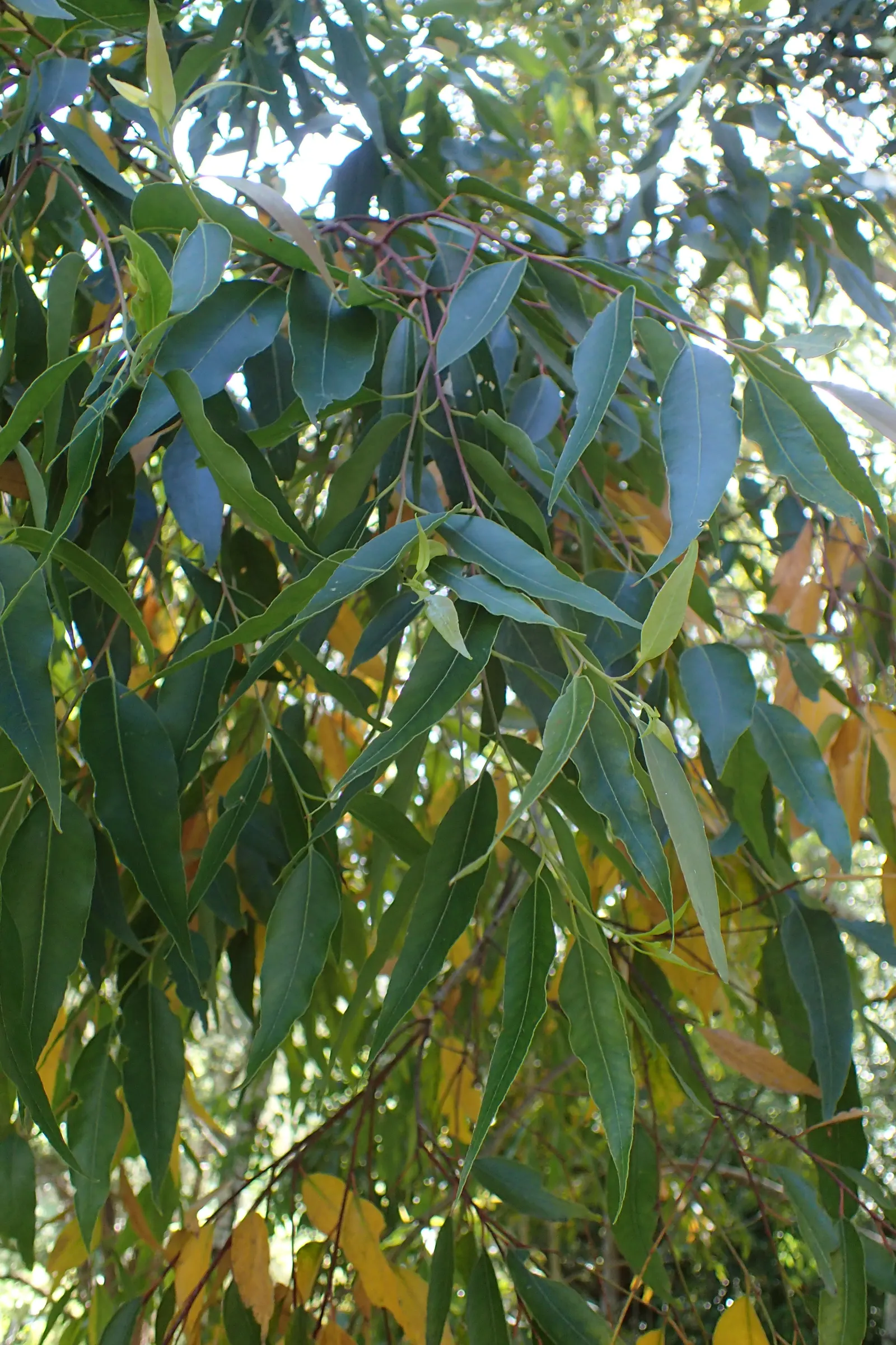 Tallowwood (Eucalyptus Microcorys) — typically between 165 to 200 feet; tree for full
