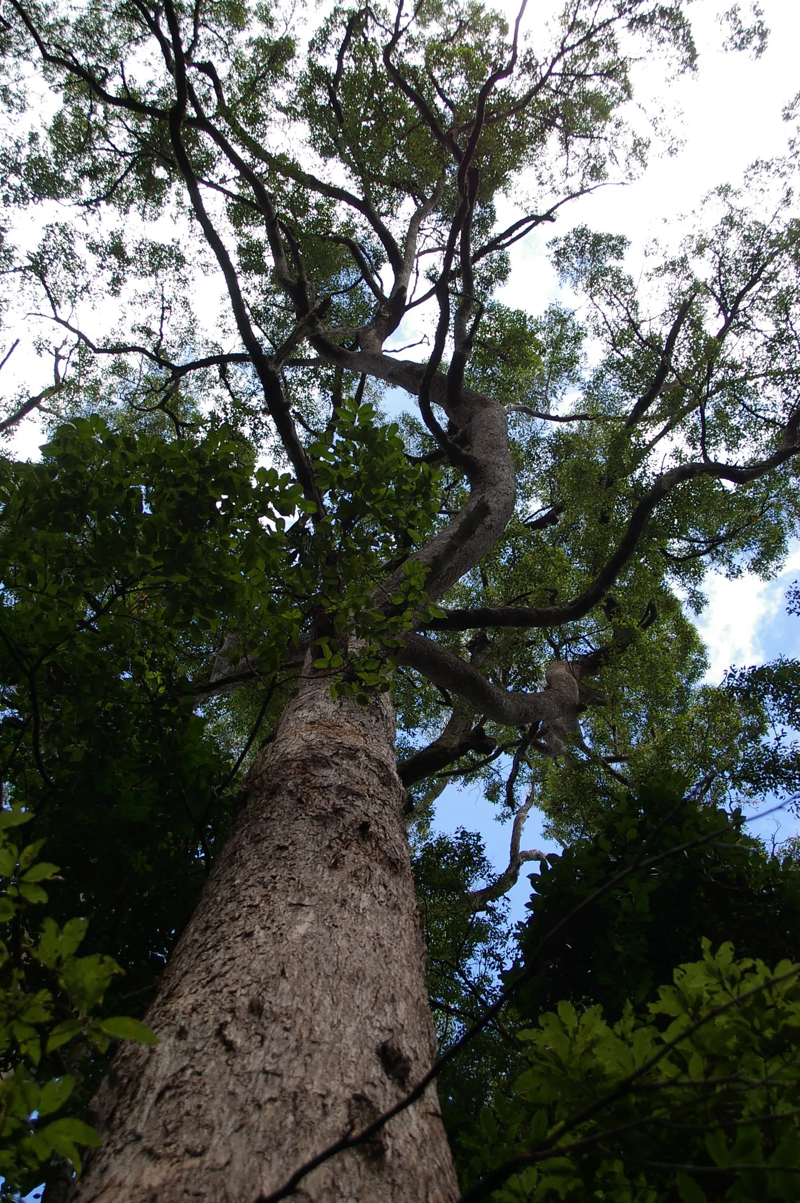 Tallowwood (Eucalyptus Microcorys) — For soil stability, its deep root system is invaluable