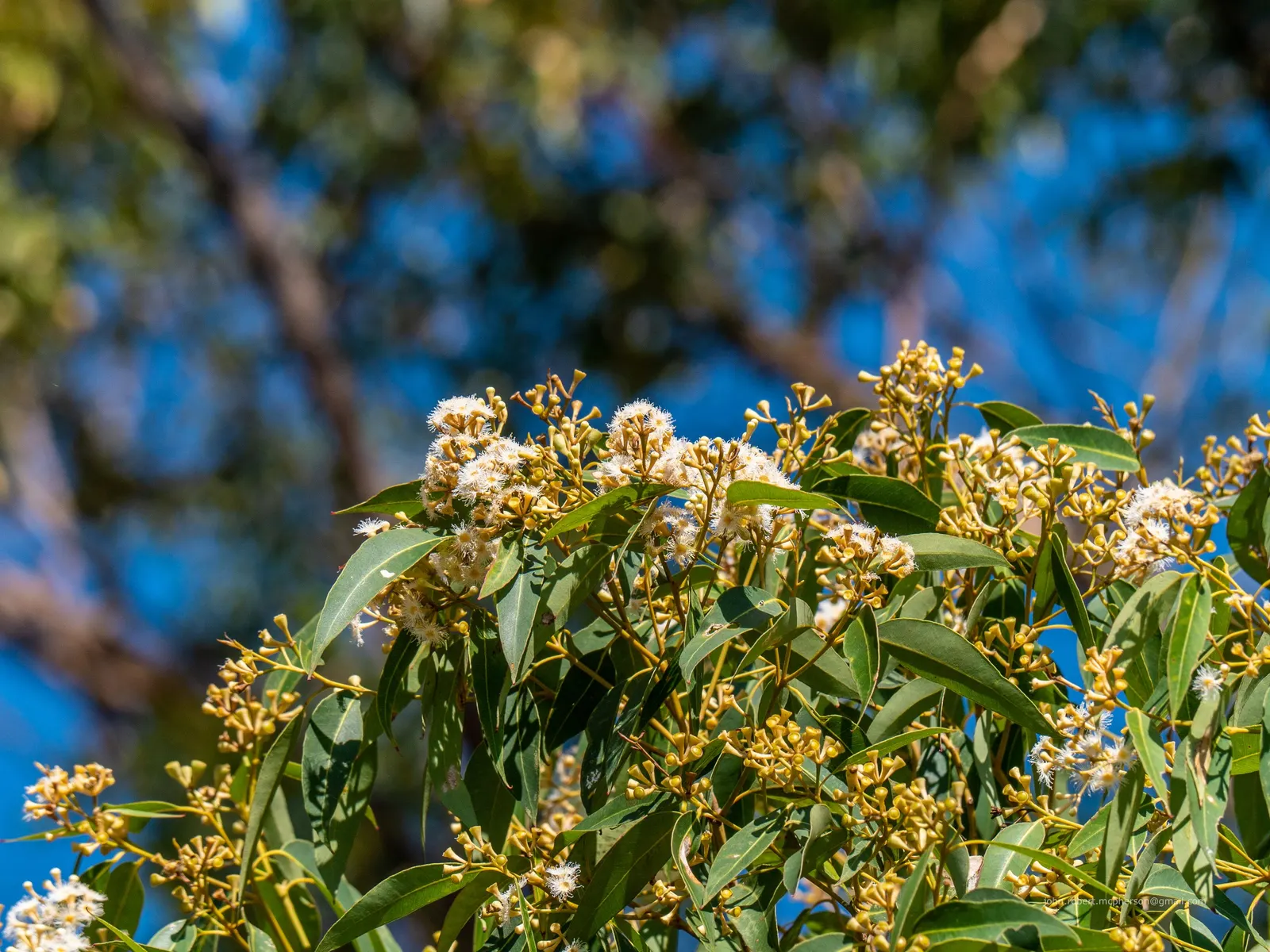 Tallowwood (Eucalyptus Microcorys) — In landscapes, it serves as a robust windbreak or striking feature