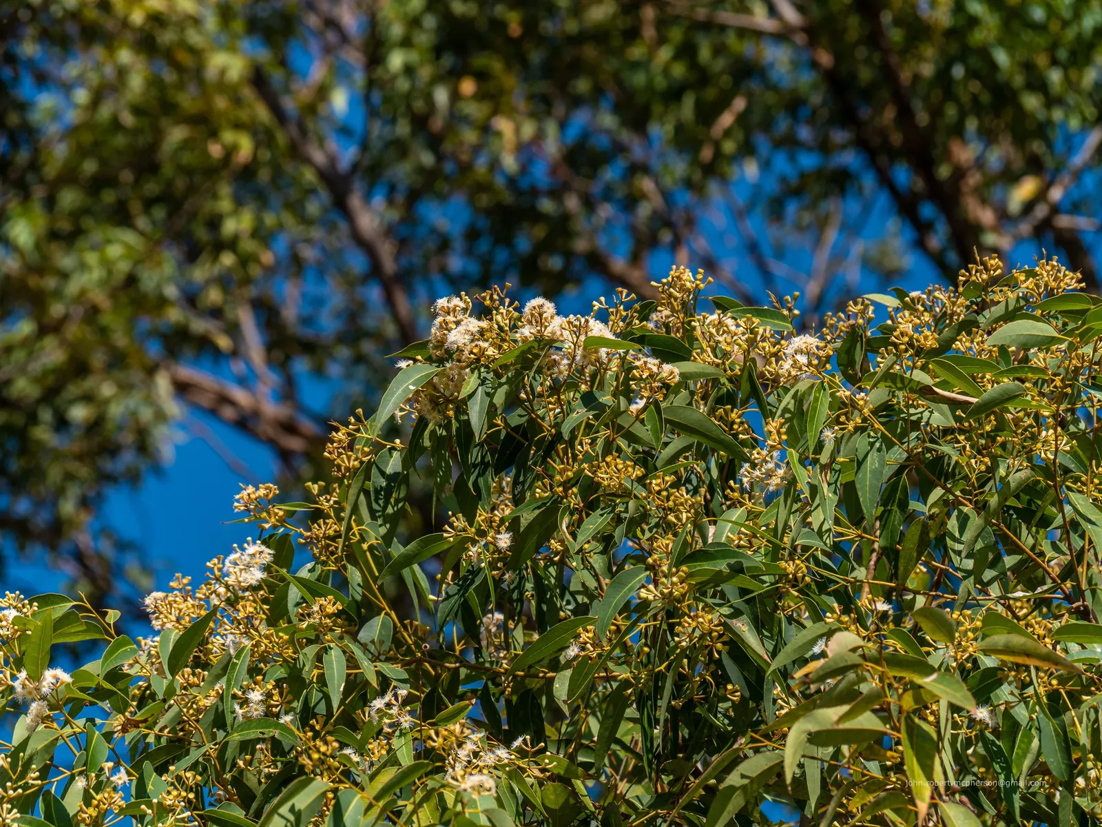 Tallowwood (Eucalyptus Microcorys) — is an esteemed hardwood species indigenous to the coastal regions of eastern Australia