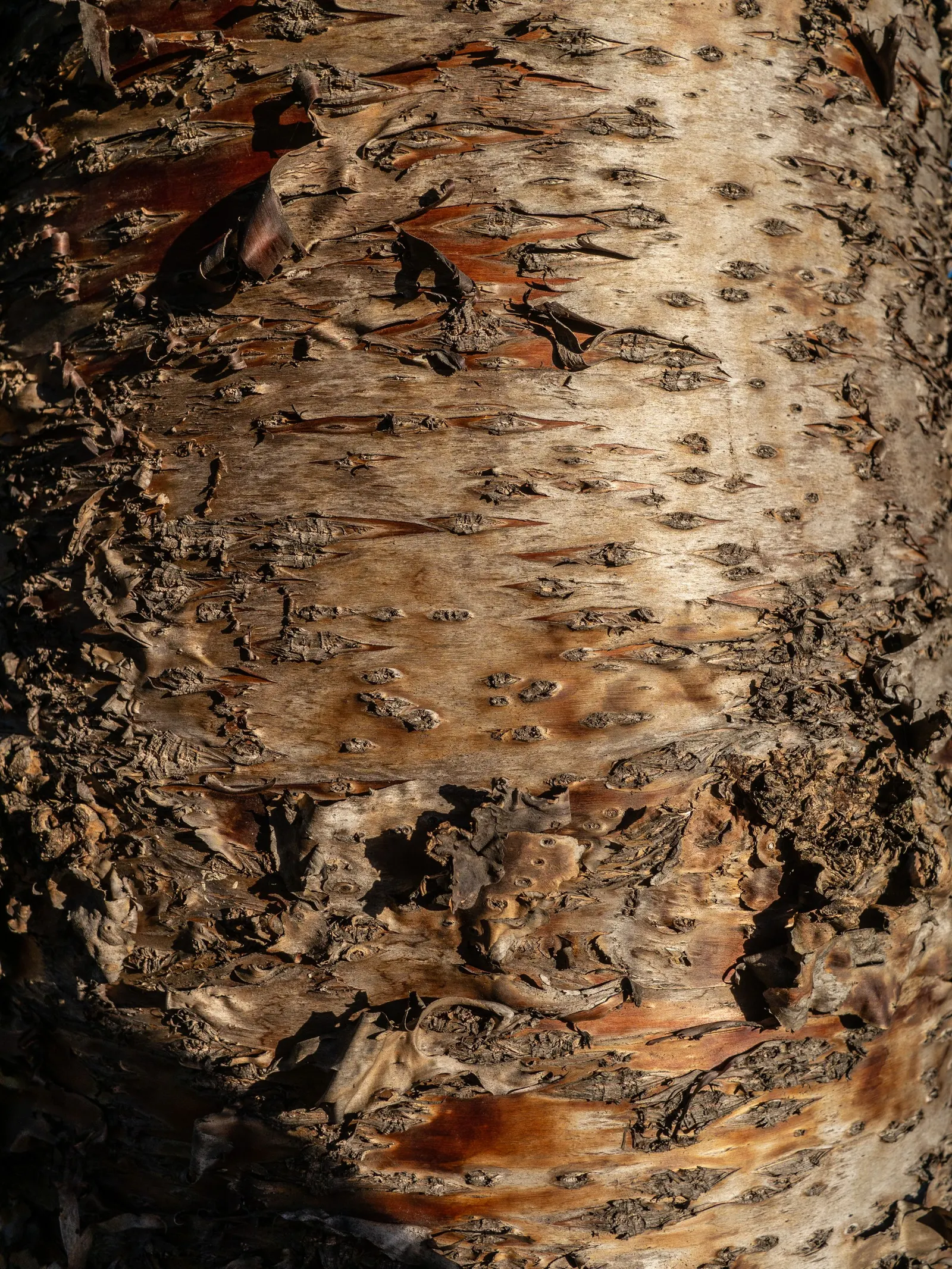 Hoop Pine (Araucaria Cunninghamii) — It is adaptable to a variety of soil types but grows best in well-drained, acidic soil