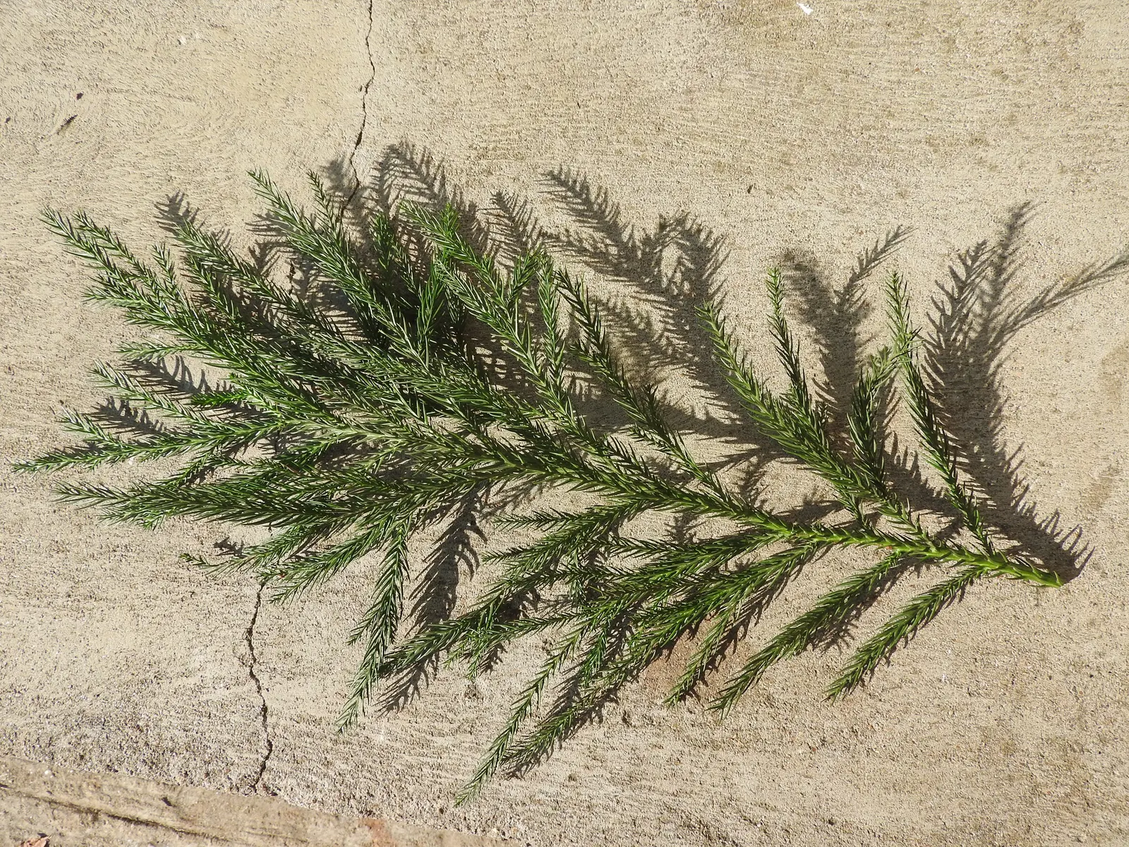 Hoop Pine (Araucaria Cunninghamii) — it is essential to accommodate for its eventual size and to ensure sufficient space for its expansive growth; the China