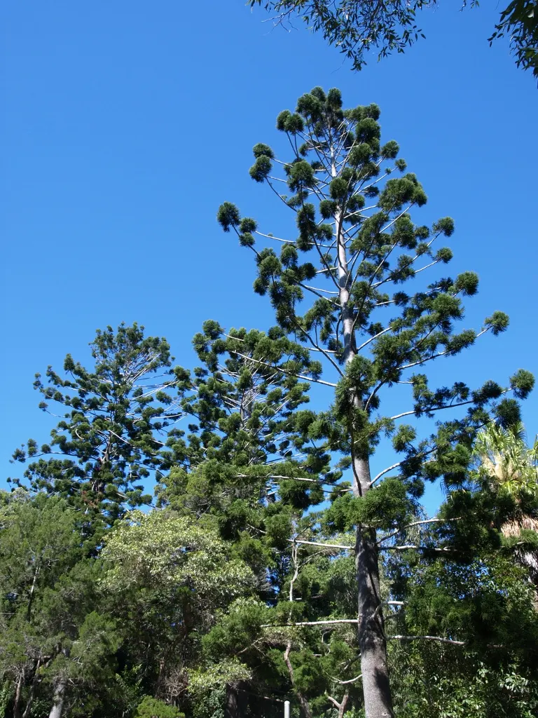 Hoop Pine (Araucaria Cunninghamii) — While generally low-maintenance