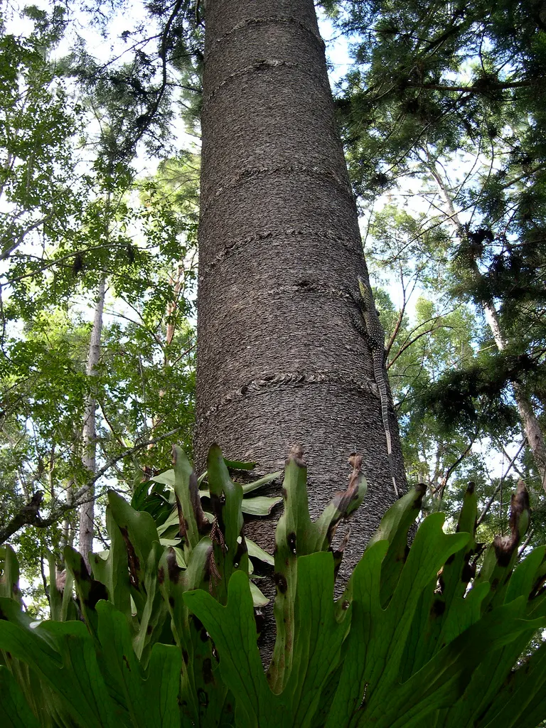 Hoop Pine (Araucaria Cunninghamii) — it should be noted that China Fir thrives in hardiness zones 7 to 9 and prefers full sun to partial shade; creating a