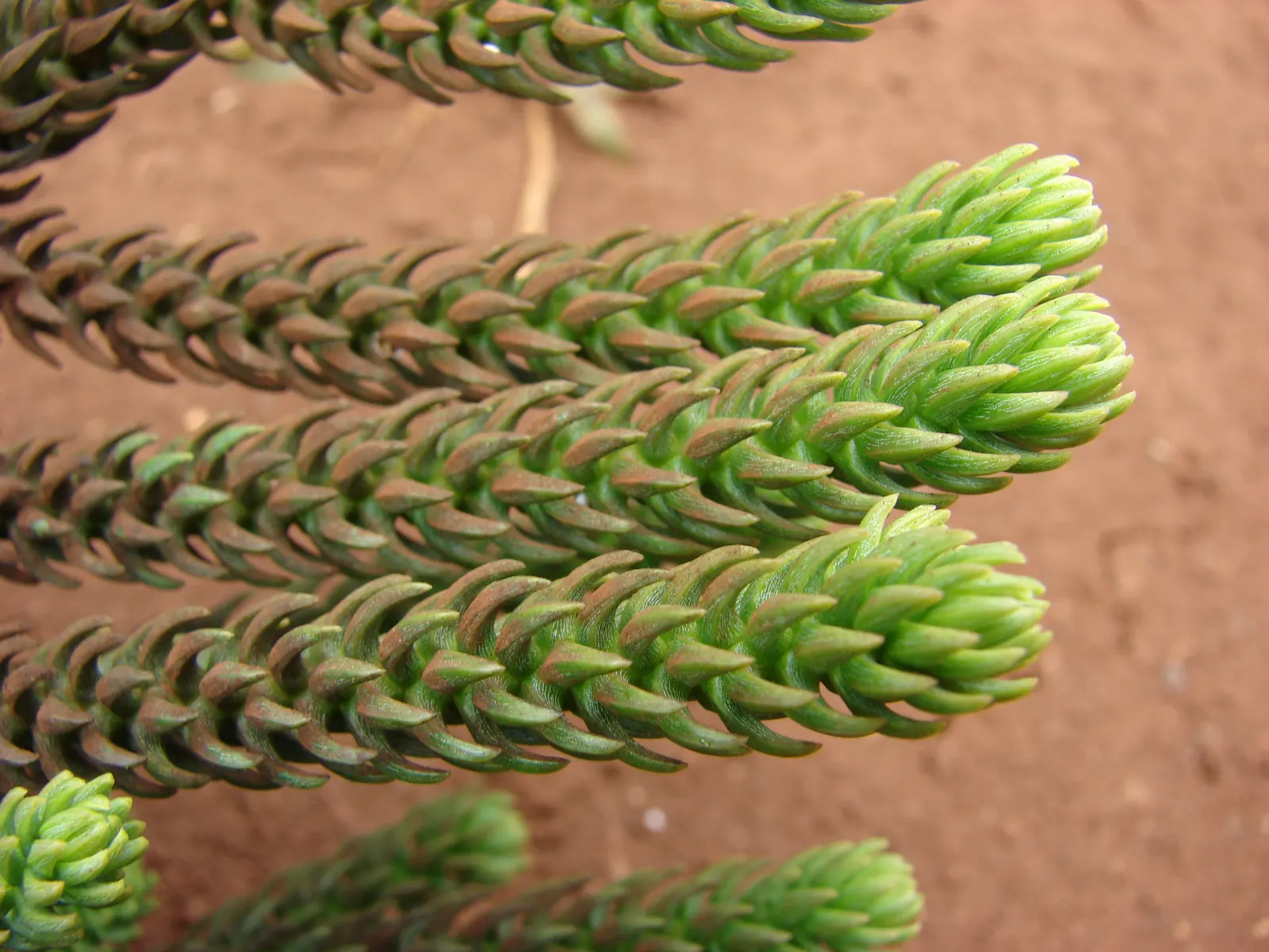 Hoop Pine (Araucaria Cunninghamii) — or Cunninghamia lanceolata; this splendid specimen offers year-round interest