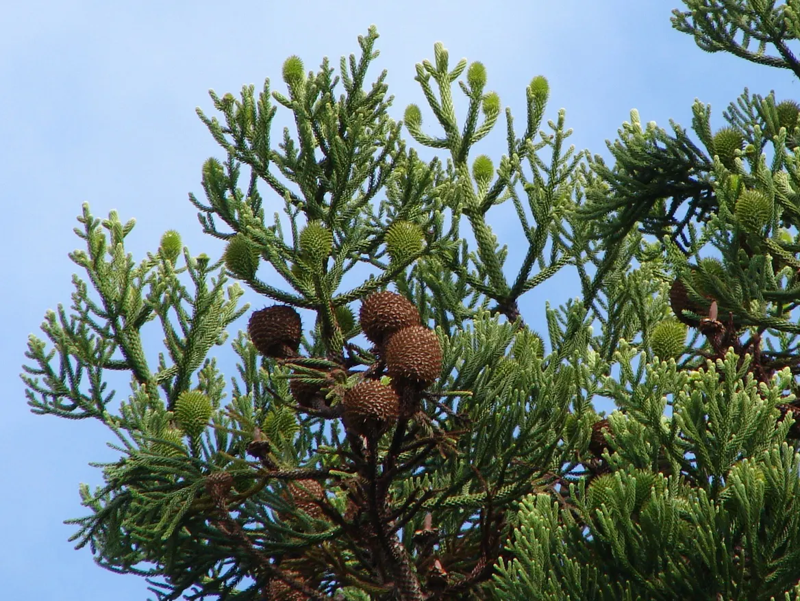Hoop Pine (Araucaria Cunninghamii) — one can achieve a bold and stately aesthetic that is sure to be a conversation starter