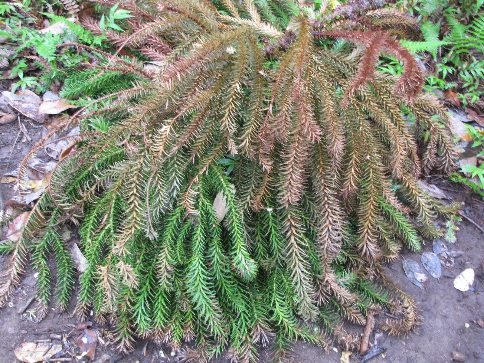 Hoop Pine (Araucaria Cunninghamii) — both for its ornamental presence and its practical durability
