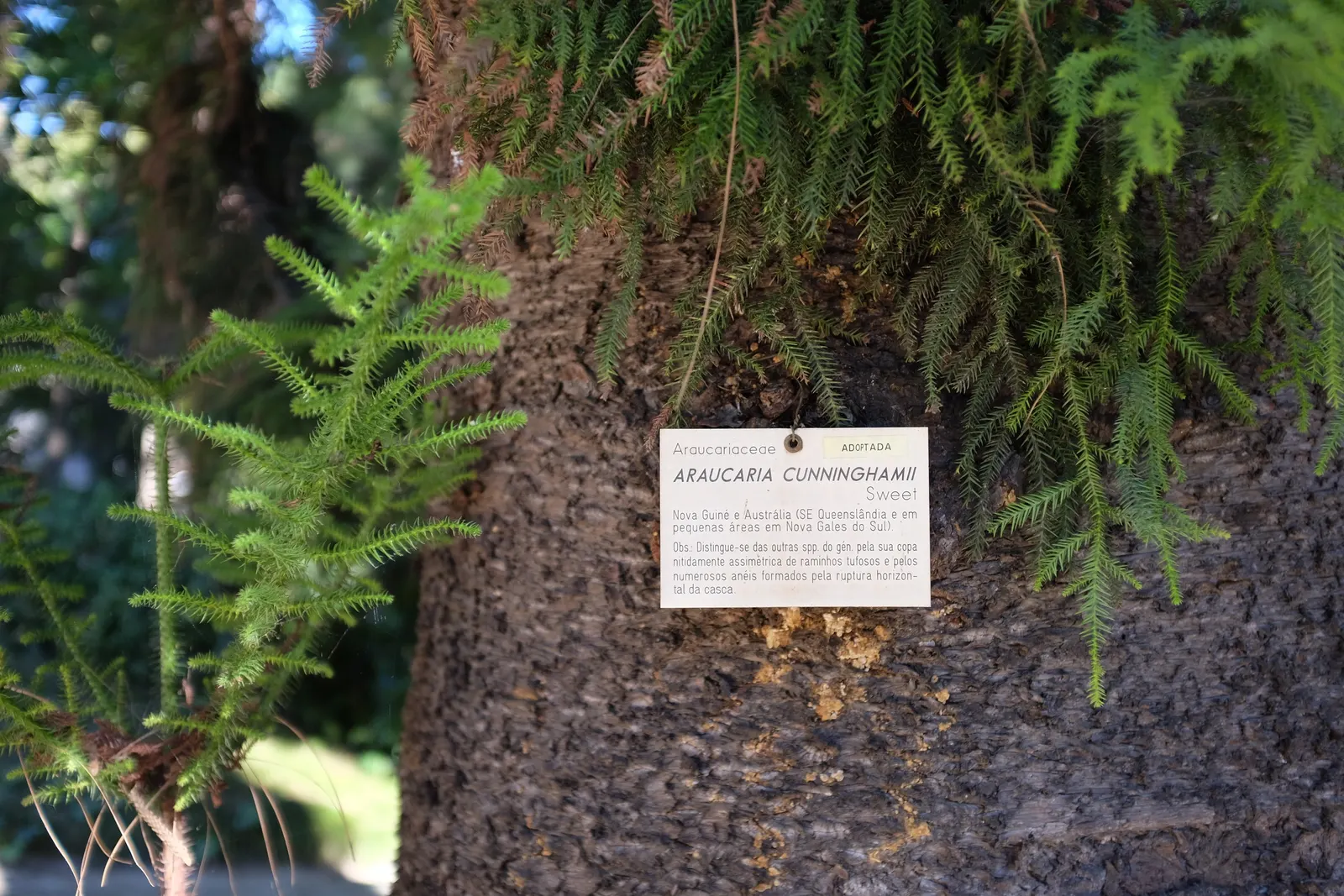 Hoop Pine (Araucaria Cunninghamii) — It is adaptable to a variety of soil types but grows best in well-drained, acidic soil; it should be noted that China Fir