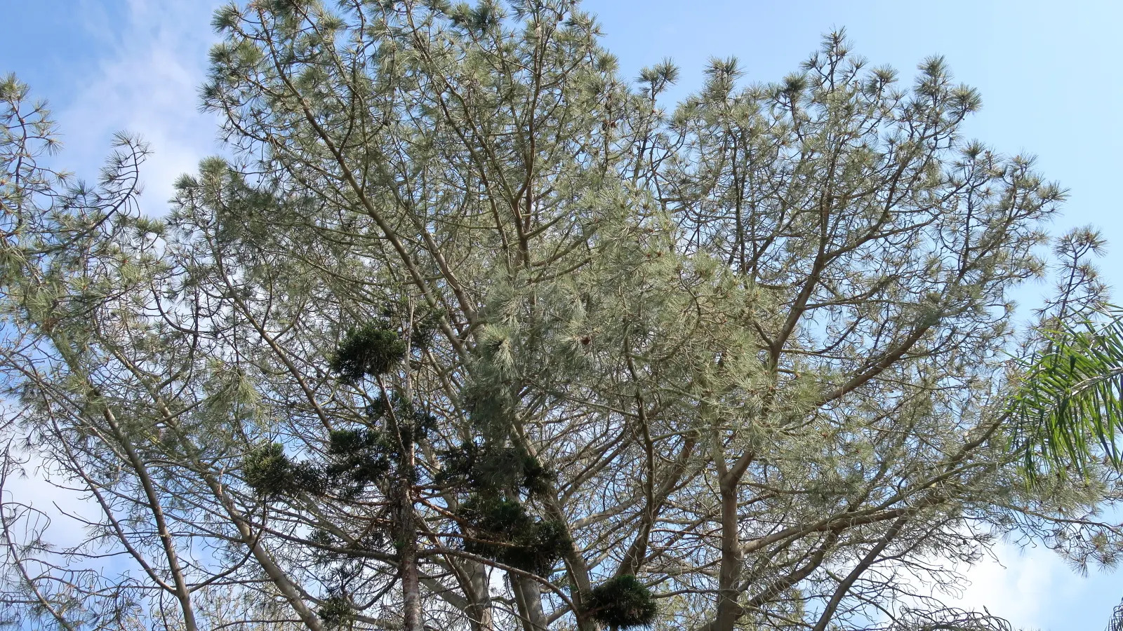 Hoop Pine (Araucaria Cunninghamii) — it should be noted that China Fir thrives in hardiness zones 7 to 9 and prefers full sun to partial shade
