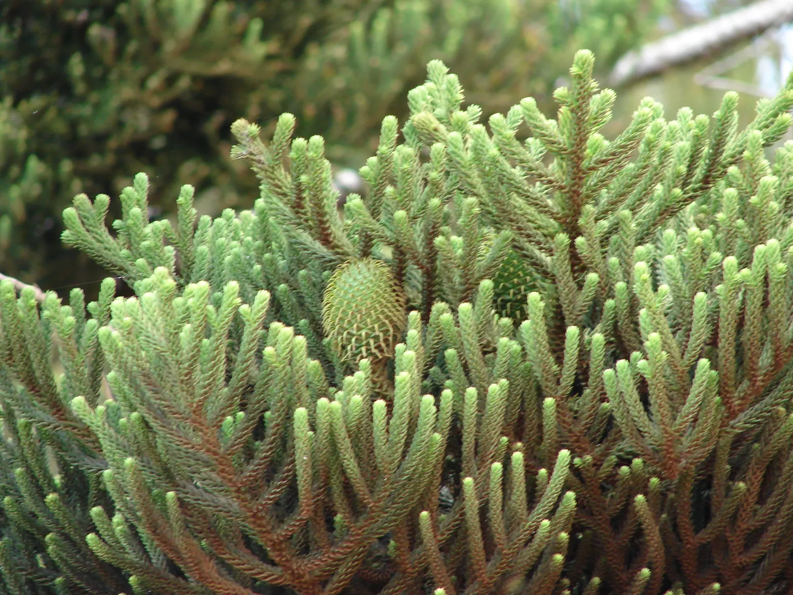 Hoop Pine (Araucaria Cunninghamii) — Typically reaching up to 50-75 feet tall with a spread of 15-25 feet; making it a valuable addition to your client's