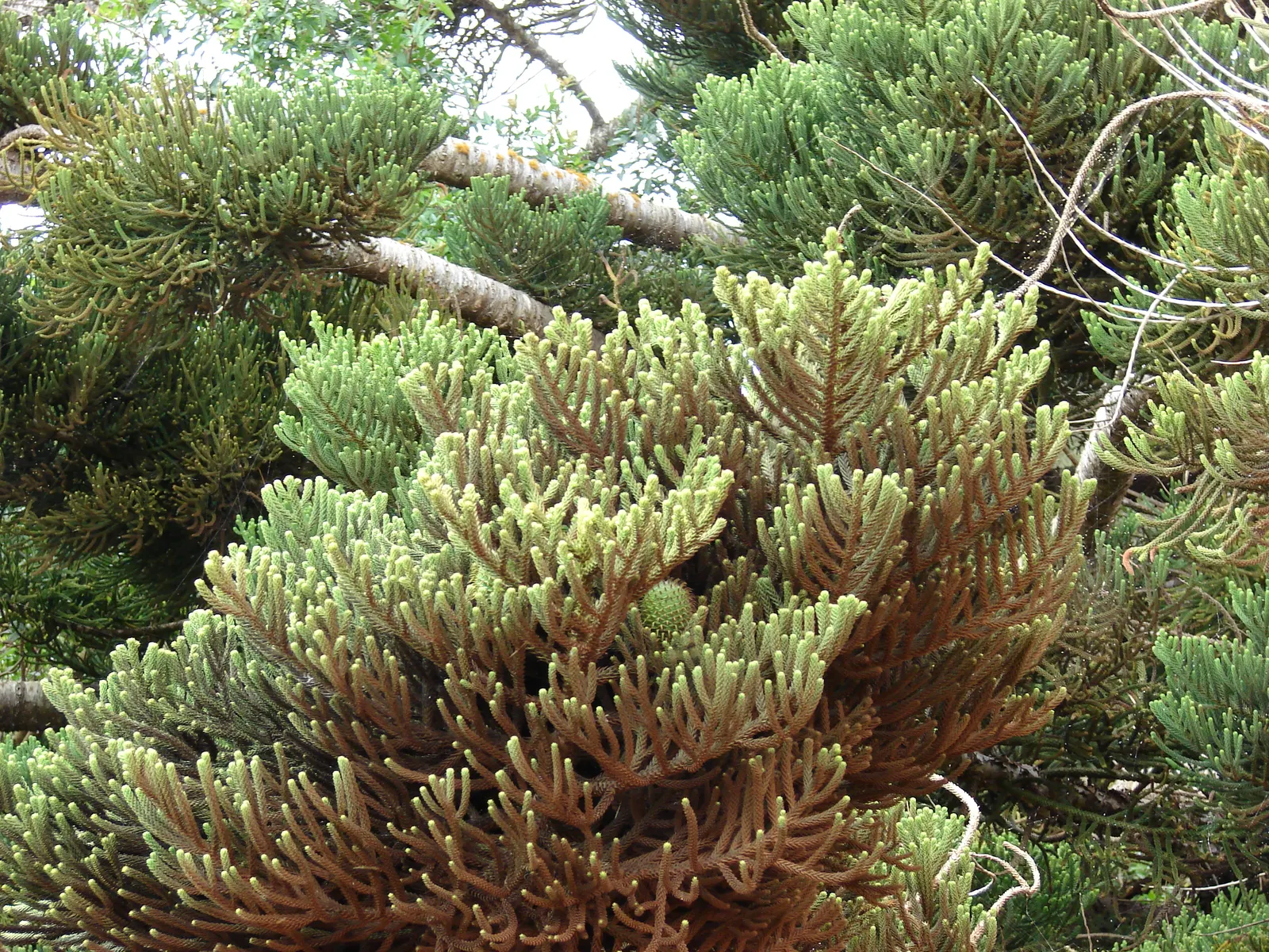 Hoop Pine (Araucaria Cunninghamii) — is an evergreen conifer of grandeur that adds an exotic touch to any landscape design; this majestic tree is native to