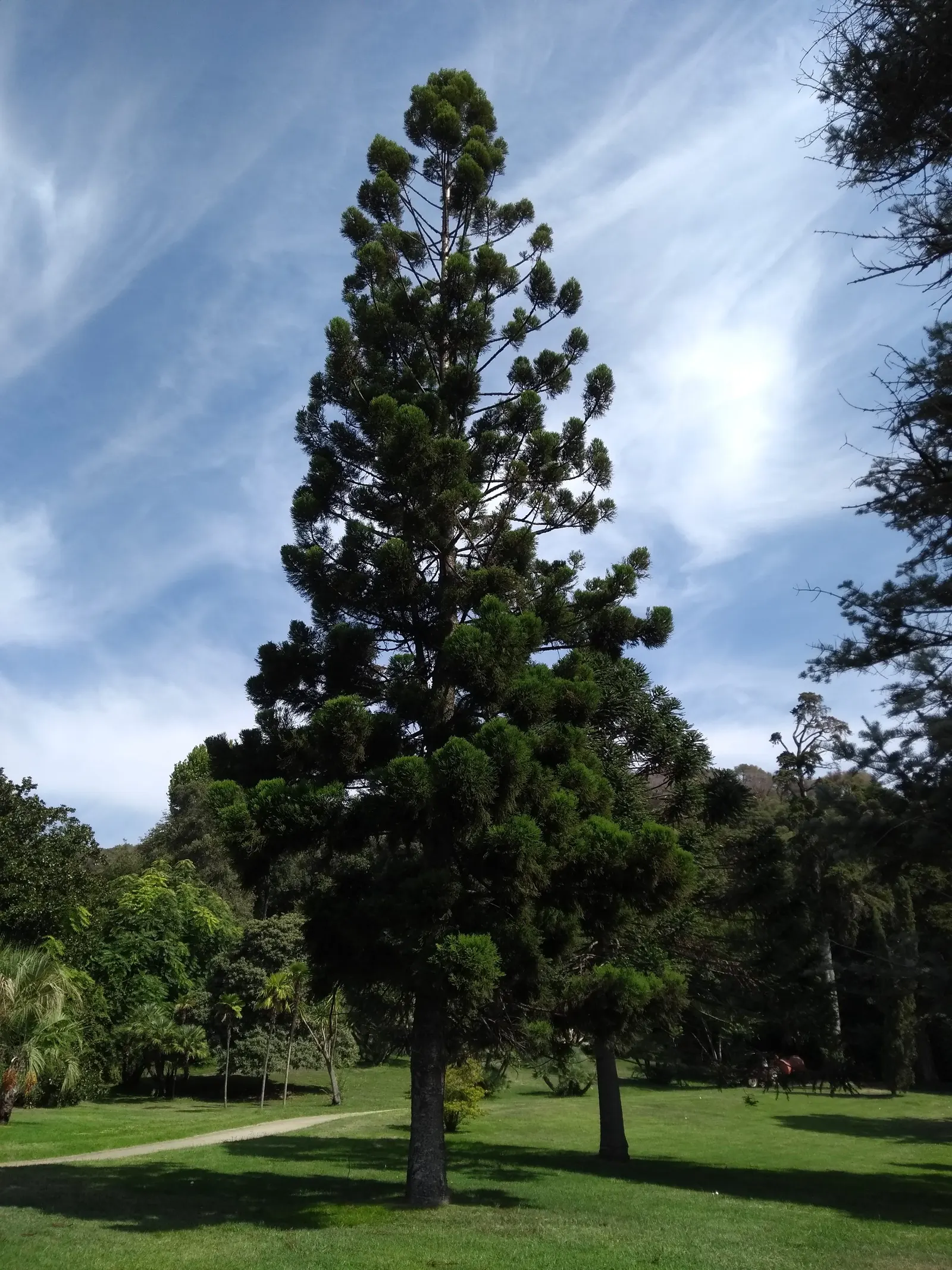 Hoop Pine (Araucaria Cunninghamii) — it is essential to accommodate for its eventual size and to ensure sufficient space for its expansive growth