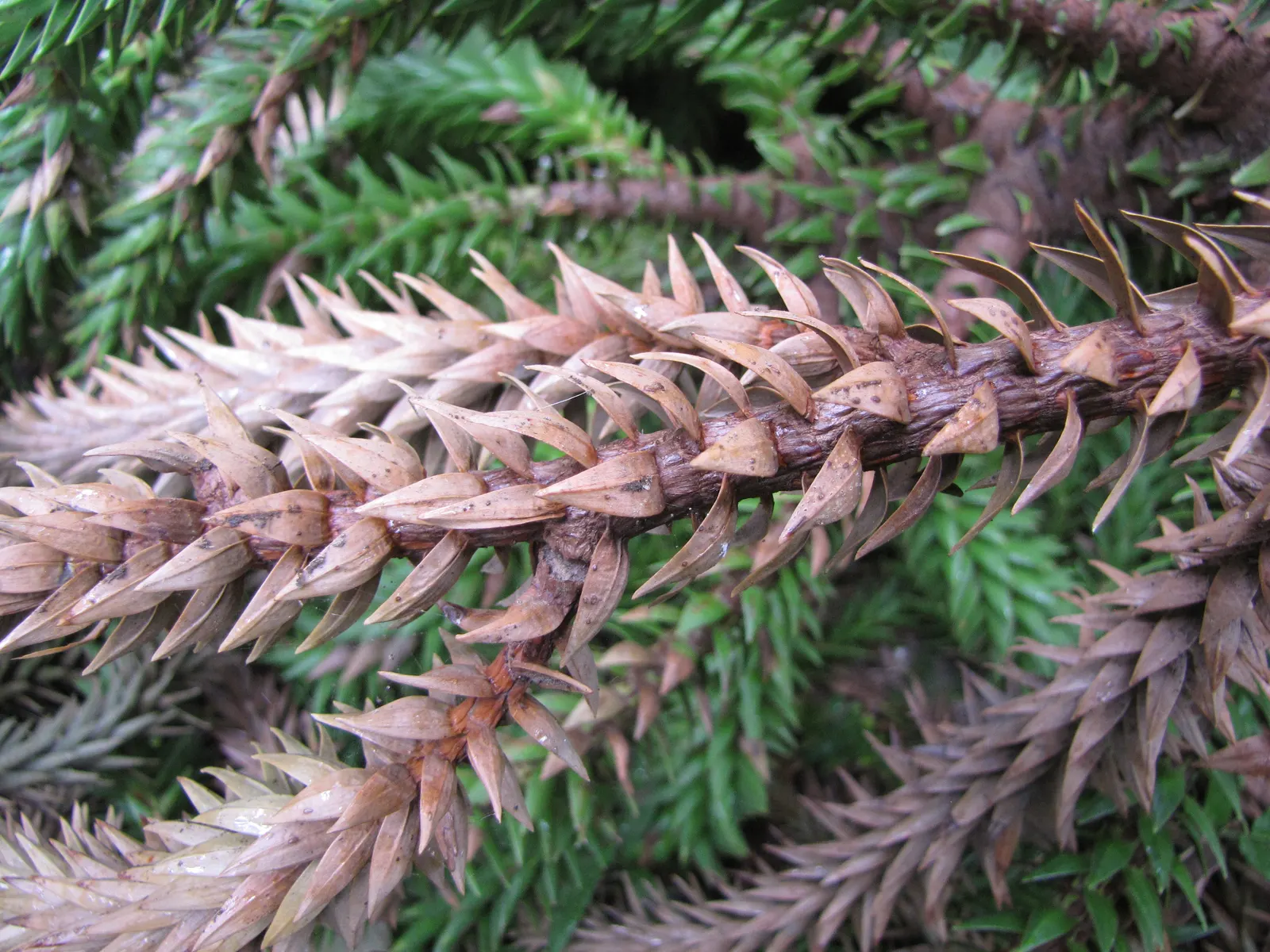 Hoop Pine (Araucaria Cunninghamii) — making it a valuable addition to your client's garden design