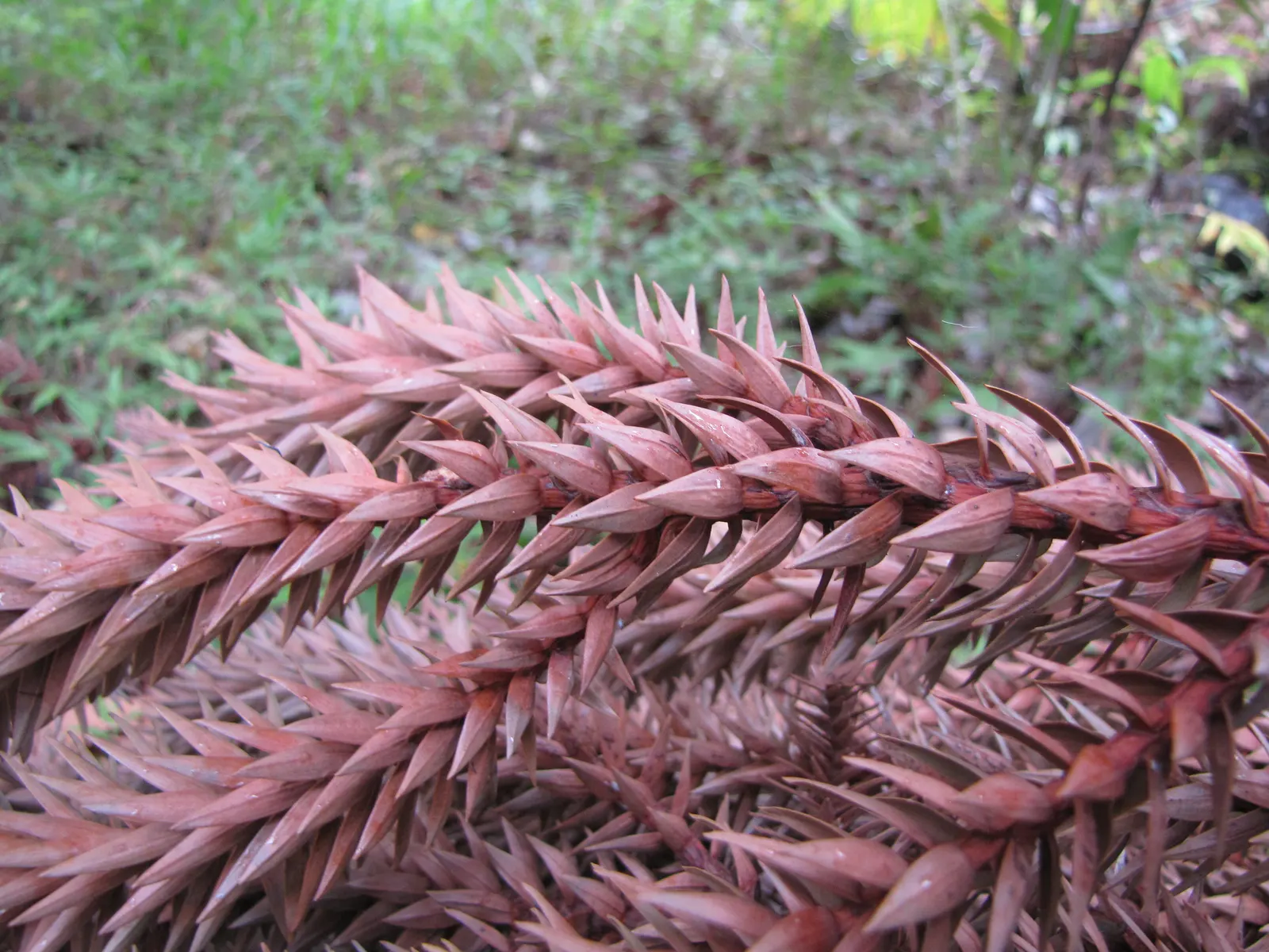Hoop Pine (Araucaria Cunninghamii) — slender blue-green leaves measure approximately 2 to 4 inches in length and are sharply pointed