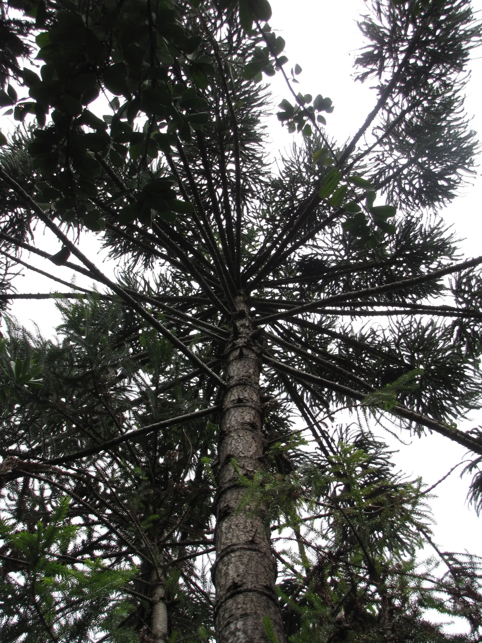 Hoop Pine (Araucaria Cunninghamii) — offering both aesthetic appeal and functional use as a privacy screen; is an evergreen conifer of grandeur that adds an