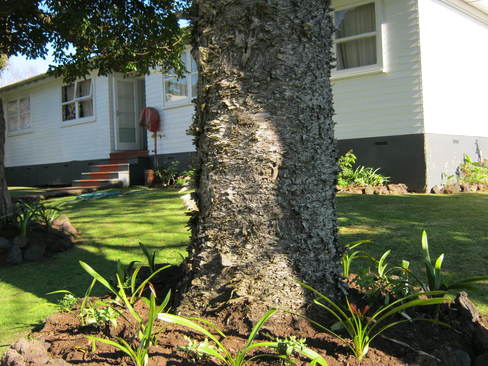 Hoop Pine (Araucaria Cunninghamii) — offering both aesthetic appeal and functional use as a privacy screen