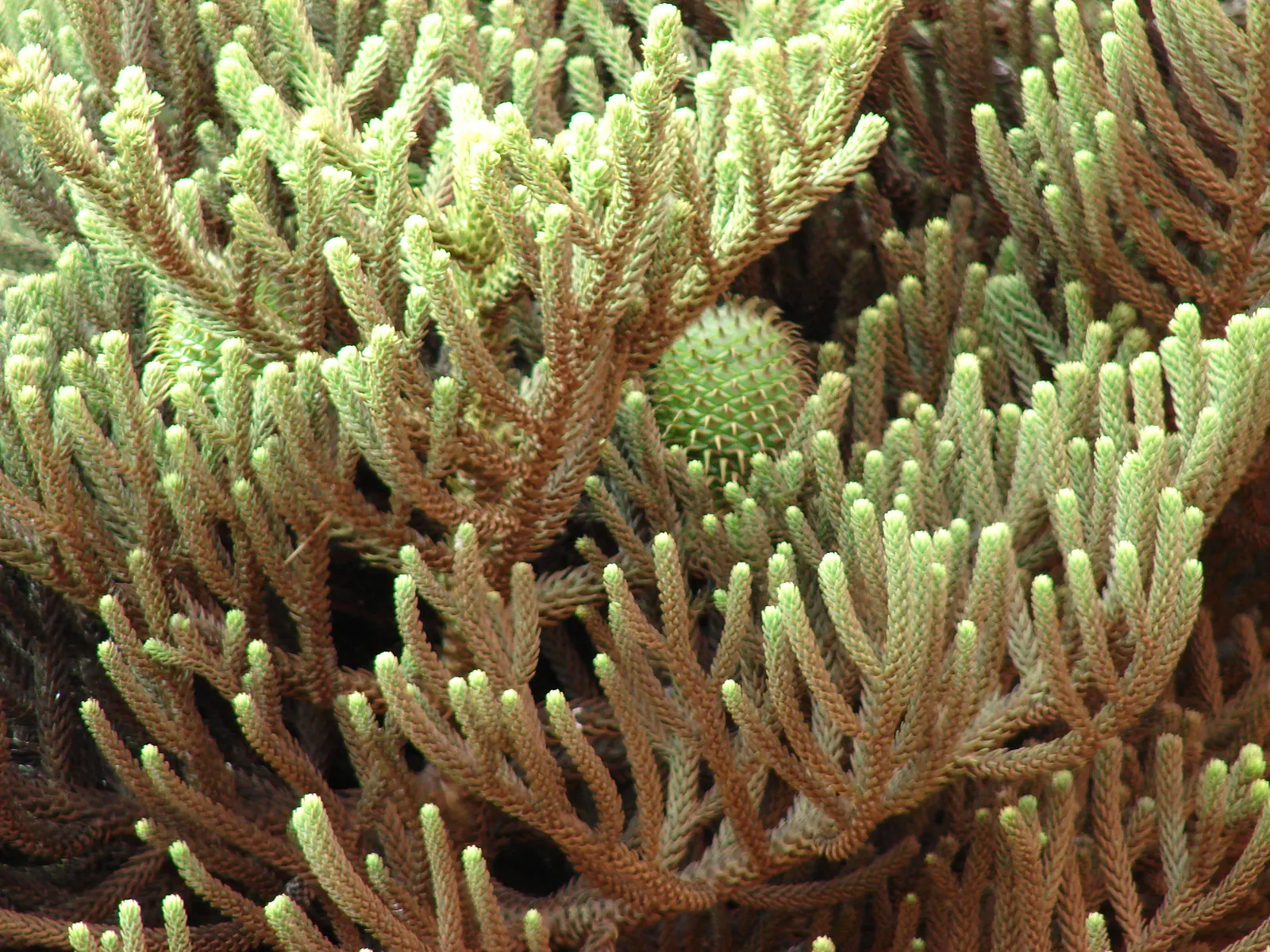 Hoop Pine (Araucaria Cunninghamii) — This majestic tree is native to China and Taiwan; while generally low-maintenance