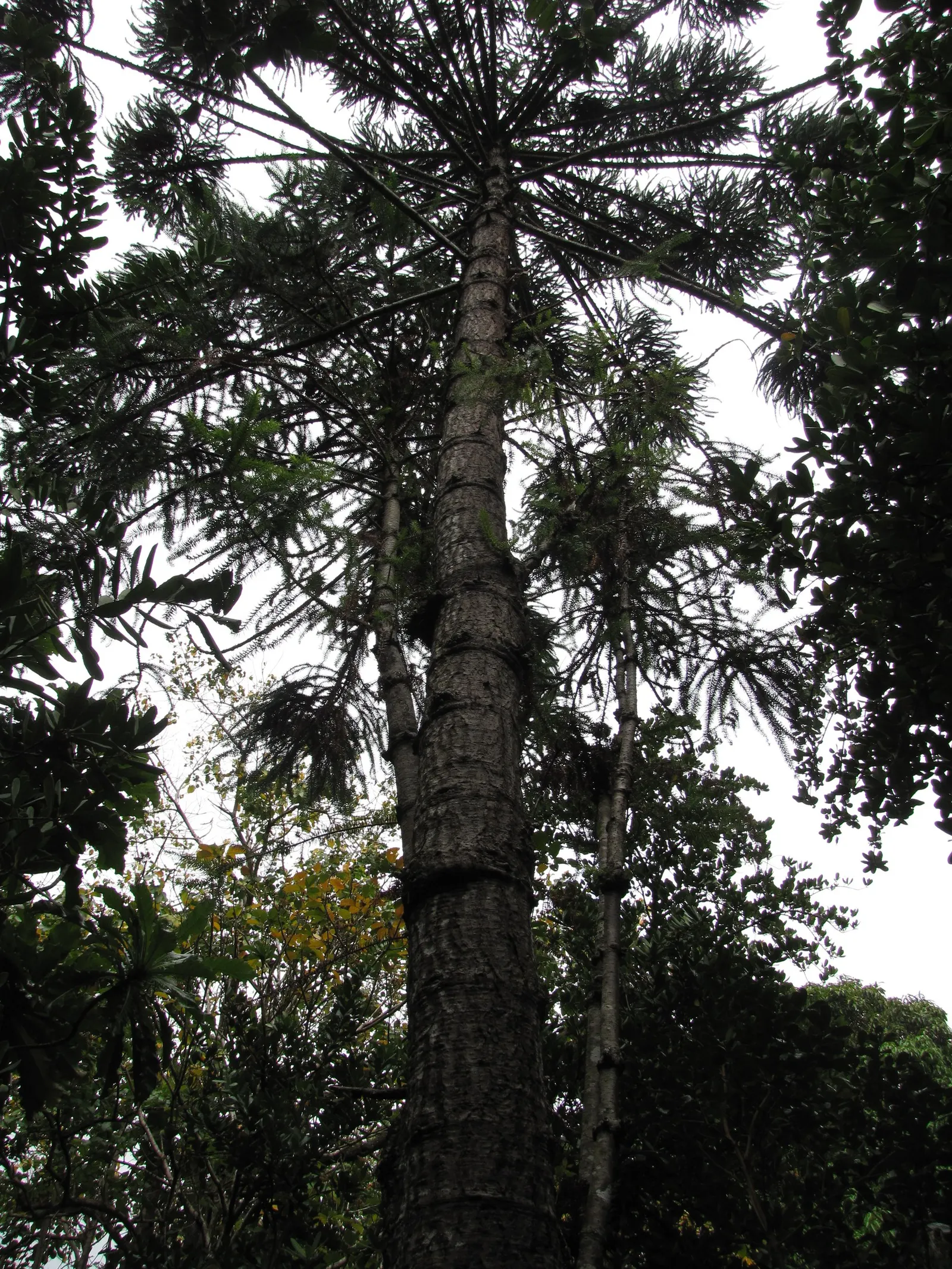Hoop Pine (Araucaria Cunninghamii) — the China Fir forms a dense; or Cunninghamia lanceolata