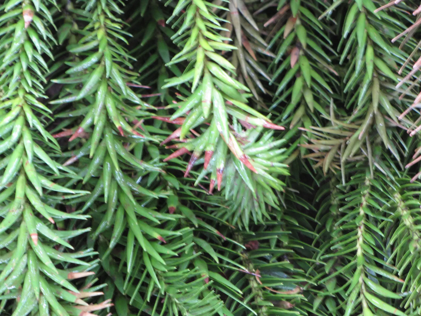 Hoop Pine (Araucaria Cunninghamii) — slender blue-green leaves measure approximately 2 to 4 inches in length and are sharply pointed; it is adaptable to a