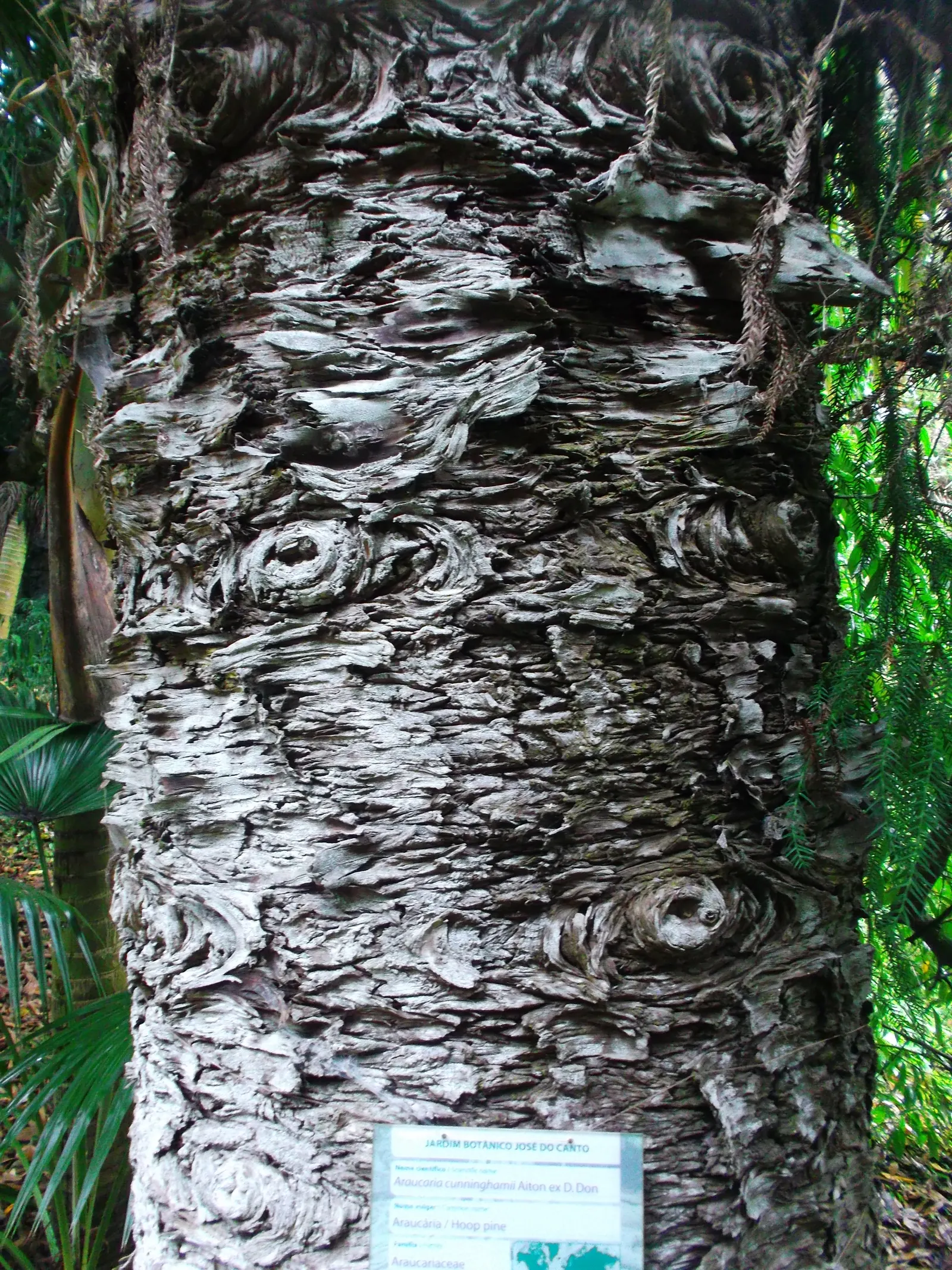 Hoop Pine (Araucaria Cunninghamii) — conifer / tree for full