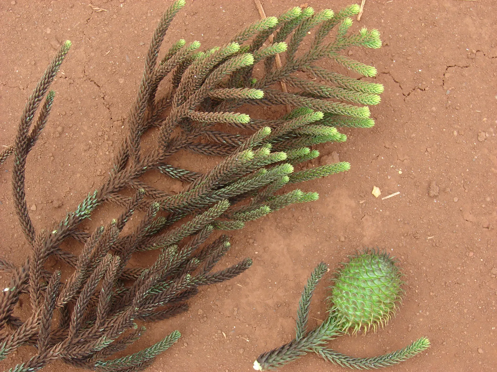 Hoop Pine (Araucaria Cunninghamii) — contributing to the tree's overall texture.<br><br>For landscape planning; conifer / tree for full