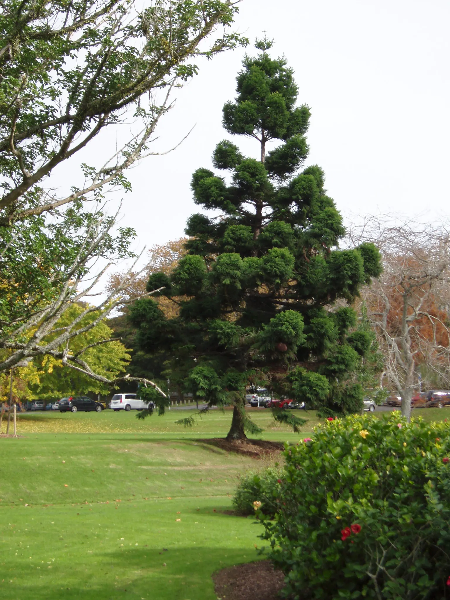 Hoop Pine (Araucaria Cunninghamii) — is an evergreen coniferous tree prized for its pyramidal form and striking blue-green; offering both aesthetic appeal and