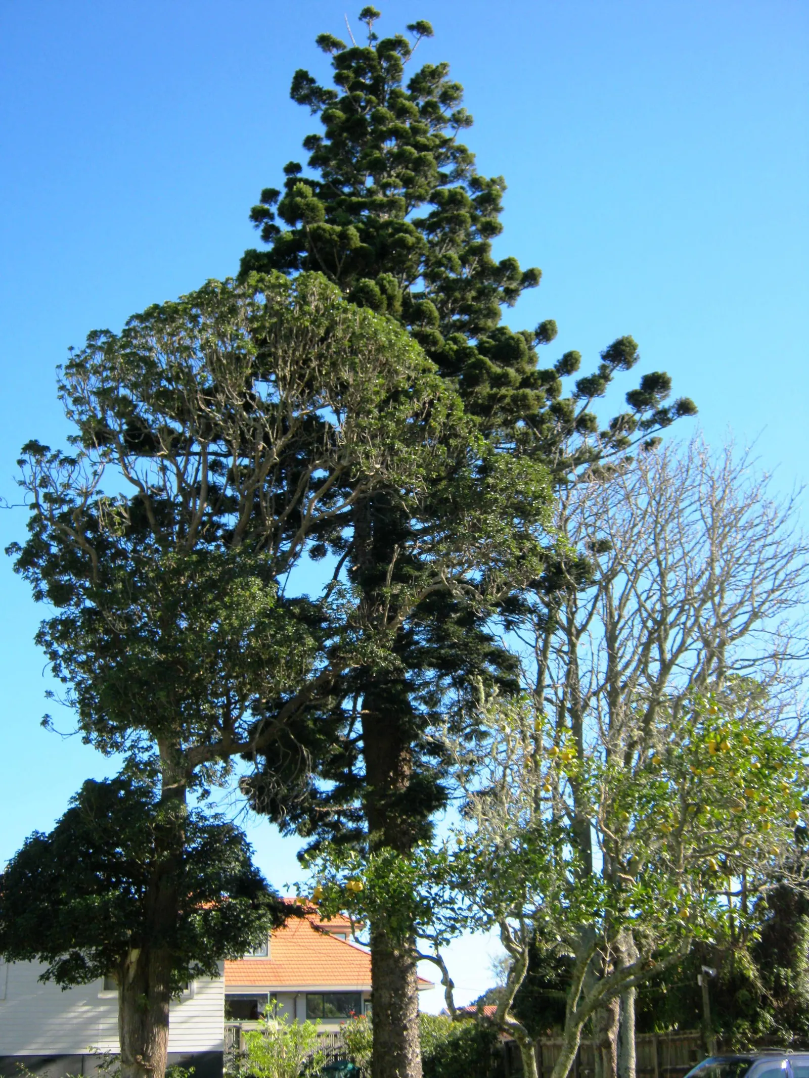 Hoop Pine (Araucaria Cunninghamii) — contributing to the tree's overall texture.<br><br>For landscape planning