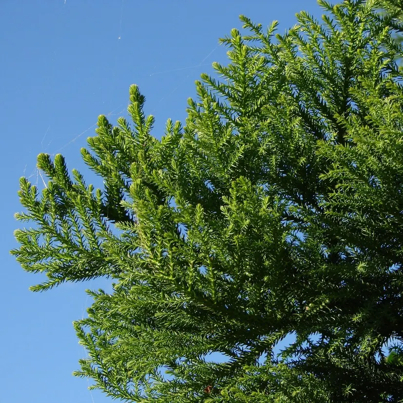 Hoop Pine (Araucaria Cunninghamii) — By incorporating the China Fir into the garden