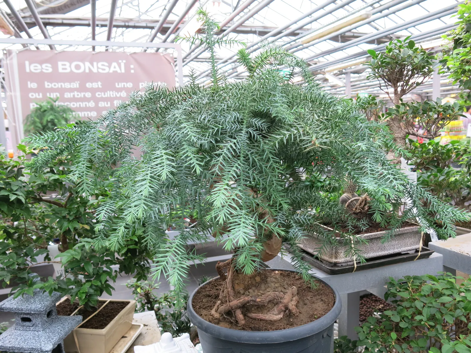 Hoop Pine (Araucaria Cunninghamii) — Typically reaching up to 50-75 feet tall with a spread of 15-25 feet