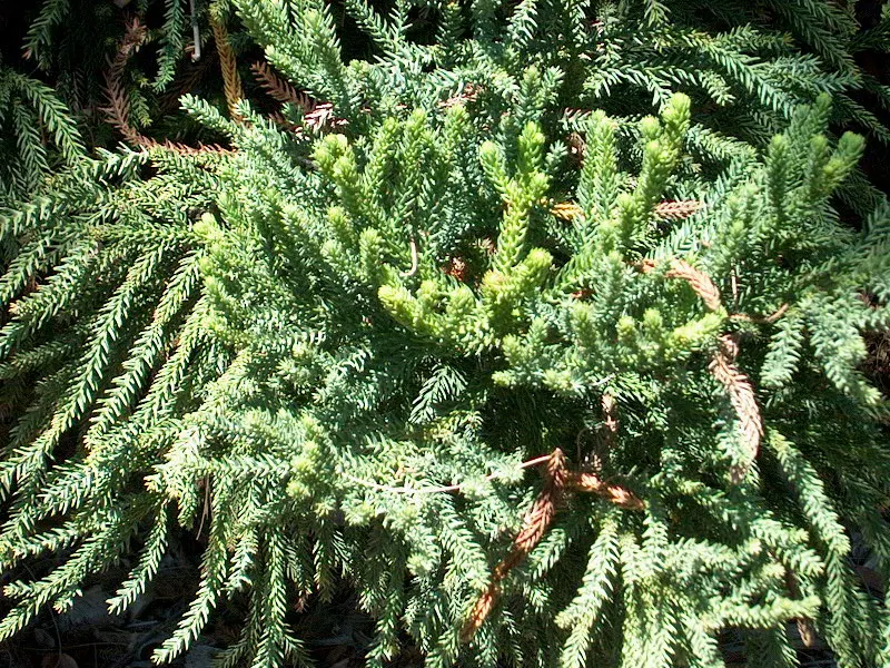 Hoop Pine (Araucaria Cunninghamii) — the China Fir is a distinctive choice for large landscapes