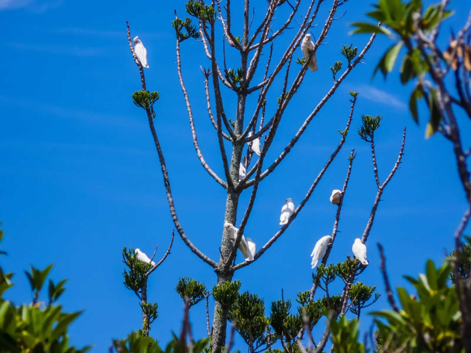Hoop Pine (Araucaria Cunninghamii) — creating a majestic and resilient focal point