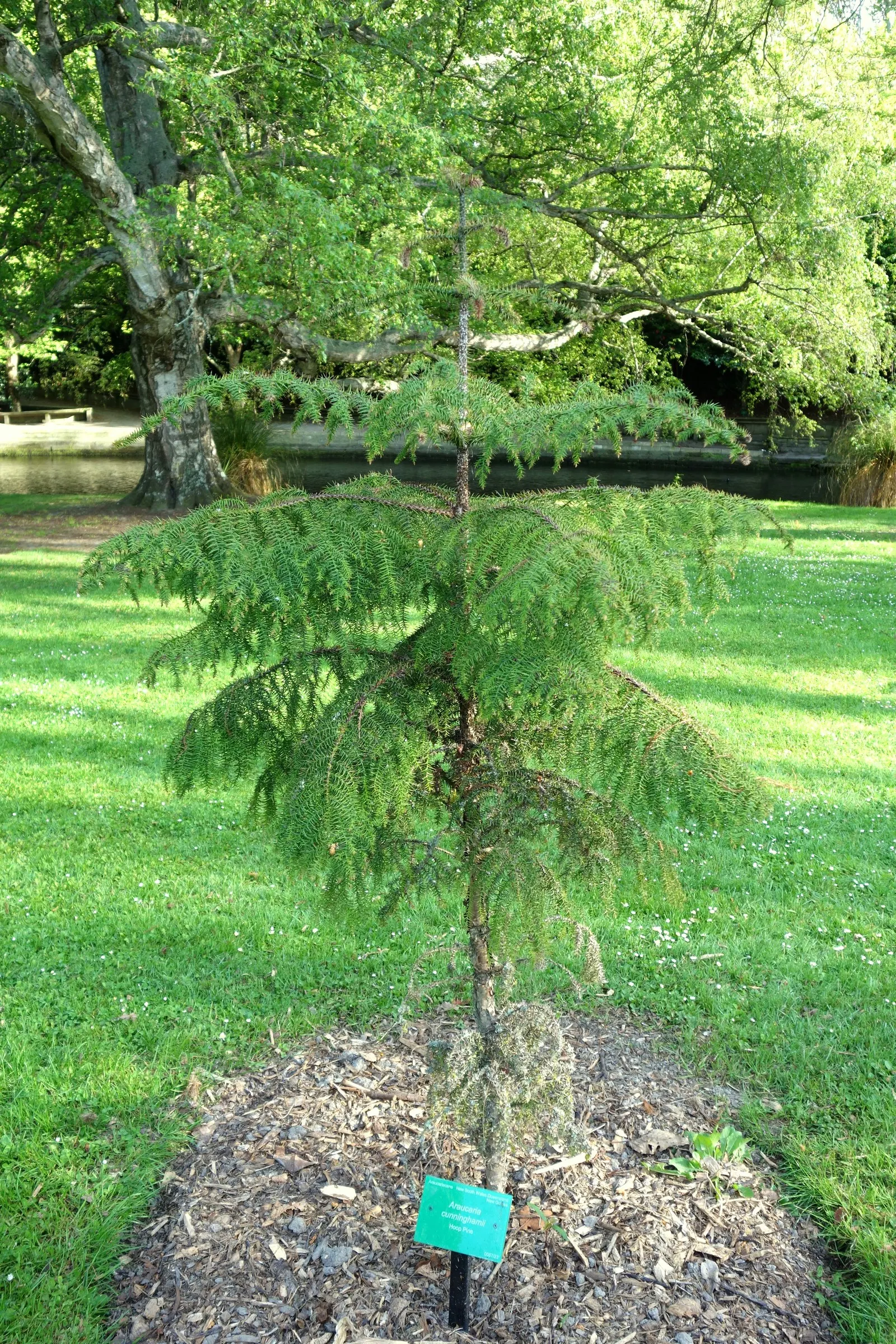 Hoop Pine (Araucaria Cunninghamii) — It requires full sun and well-drained soil