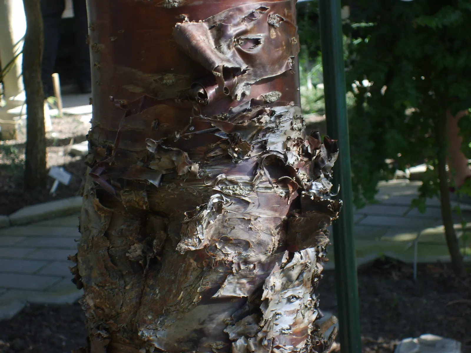Hoop Pine (Araucaria Cunninghamii) — or Cunninghamia lanceolata