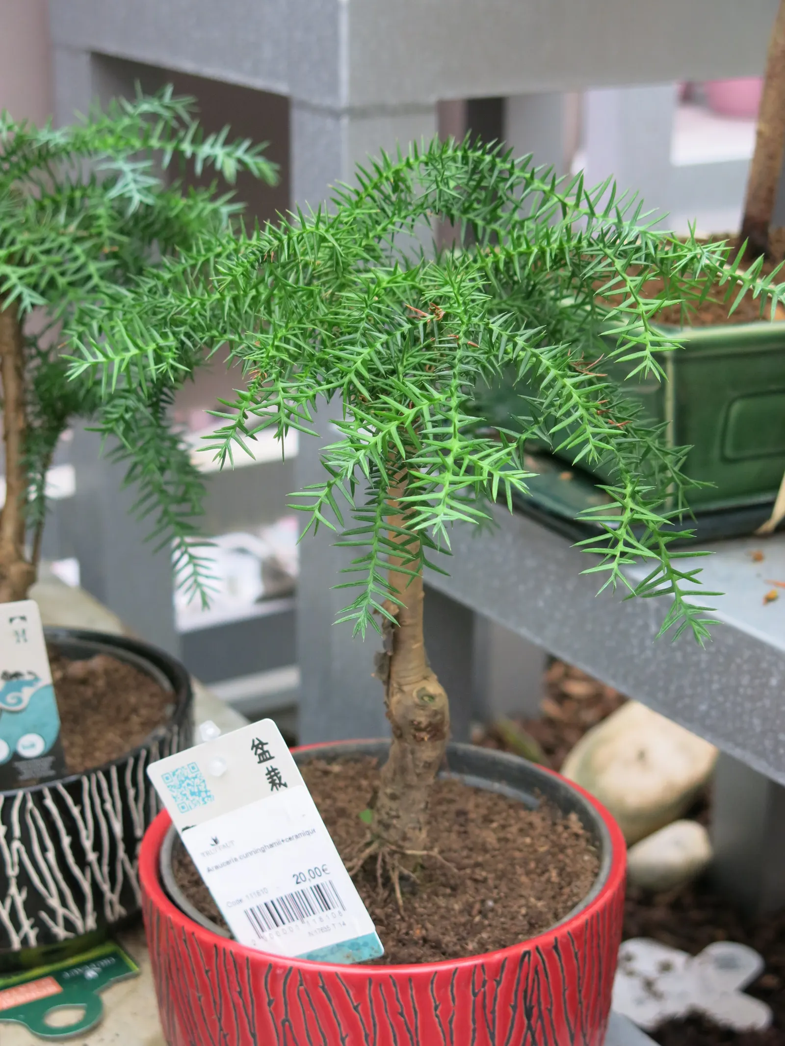 Hoop Pine (Araucaria Cunninghamii) — is an evergreen coniferous tree prized for its pyramidal form and striking blue-green