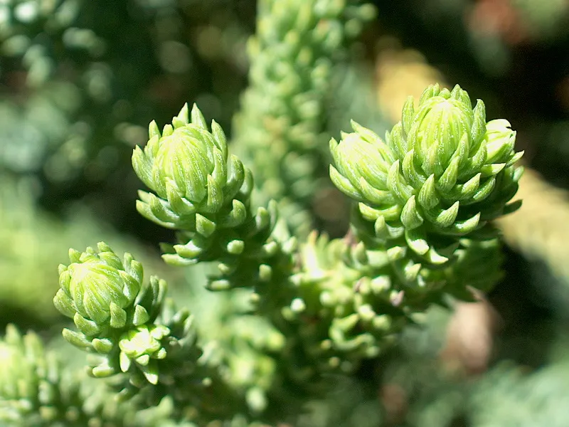 Hoop Pine (Araucaria Cunninghamii) — this splendid specimen offers year-round interest