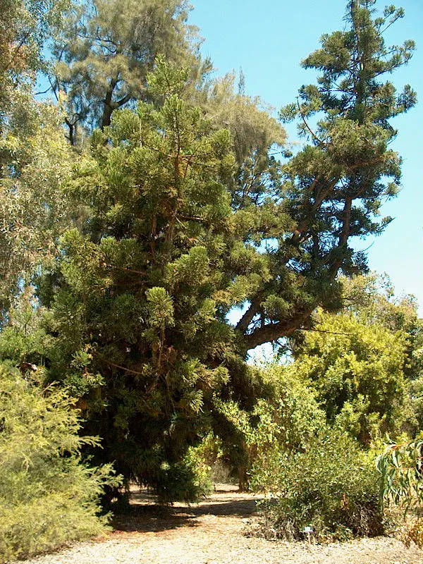 Hoop Pine (Araucaria Cunninghamii) — is an evergreen conifer of grandeur that adds an exotic touch to any landscape design