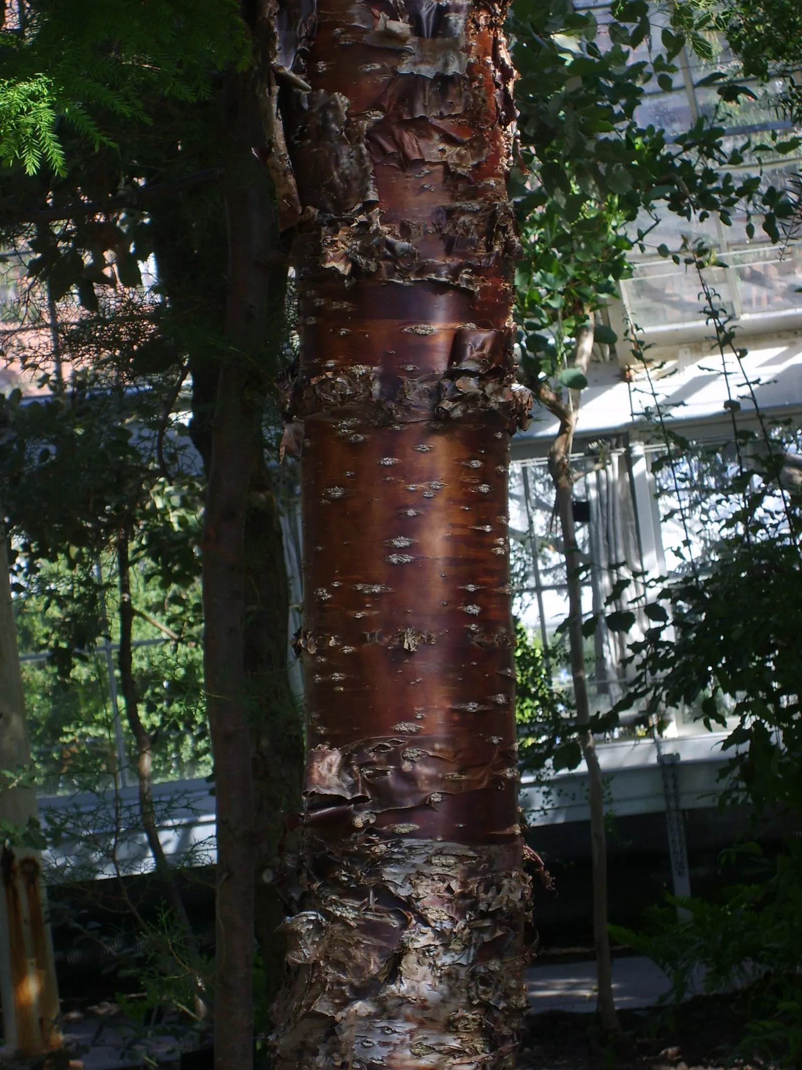 Hoop Pine (Araucaria Cunninghamii) — This majestic tree is native to China and Taiwan