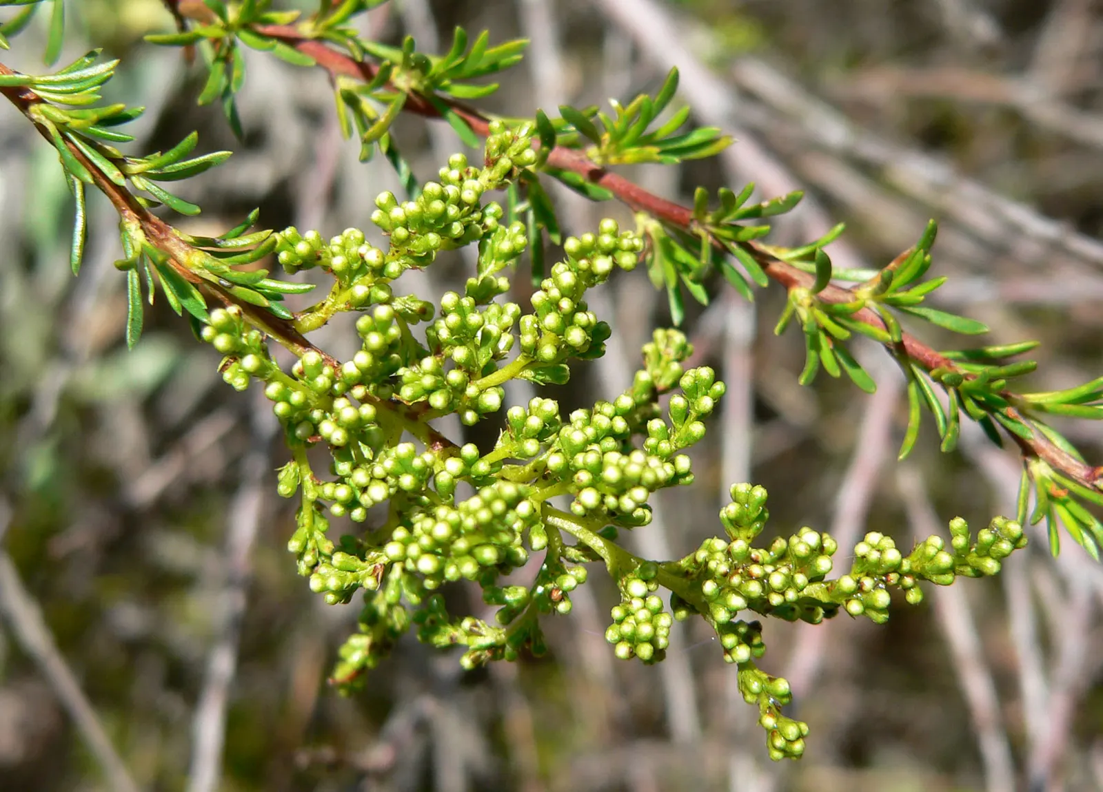 Chamise, Greasewood (Adenostoma Fasciculatum) — Adaptable to harsh, dry conditions, it requires full sun and well-drained soil