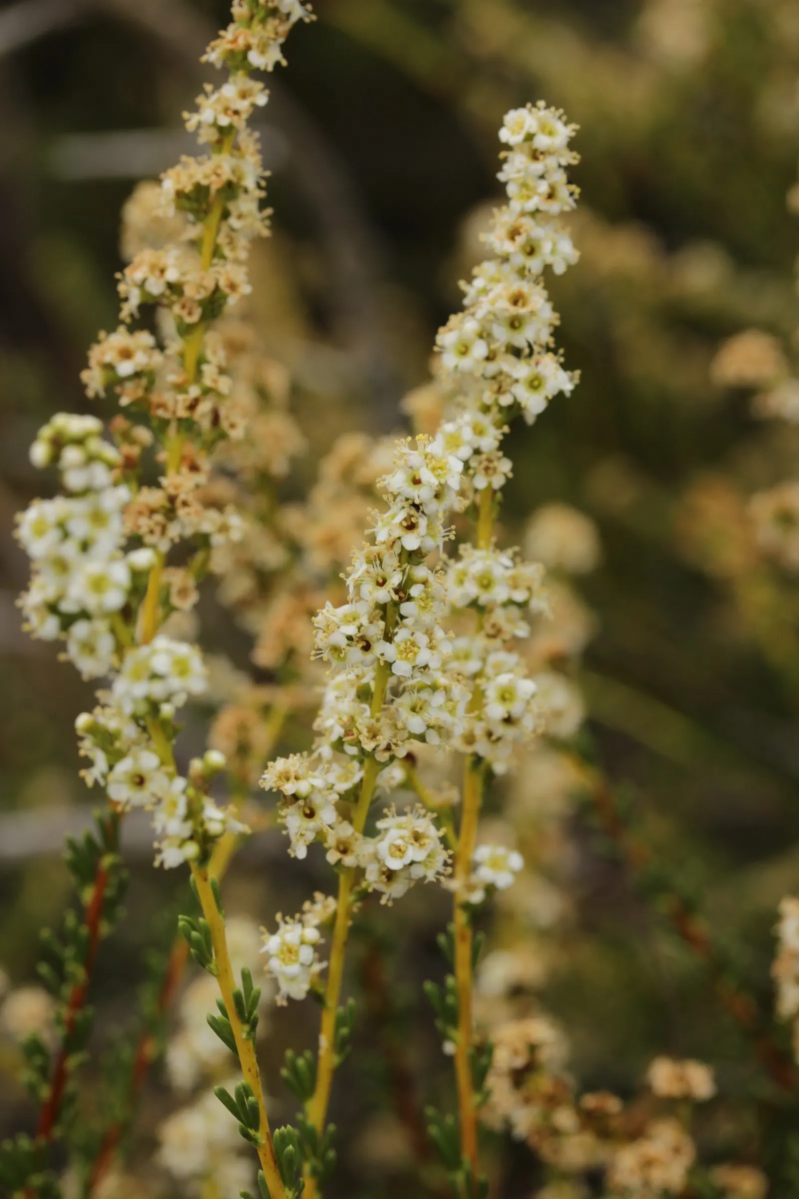 Chamise, Greasewood (Adenostoma Fasciculatum) — known for its resilience and enduring grace